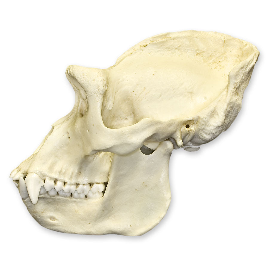 Authentic Replica Lowland Gorilla Skull - Male - Perfect for Educational Displays, Home Decor & Halloween Props