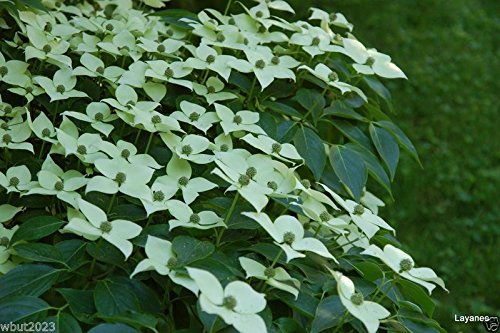 10 Chinese Dogwood Plants - Beautiful Blooms, Foliage, Fruit & Bark for Landscaping & Garden Decor