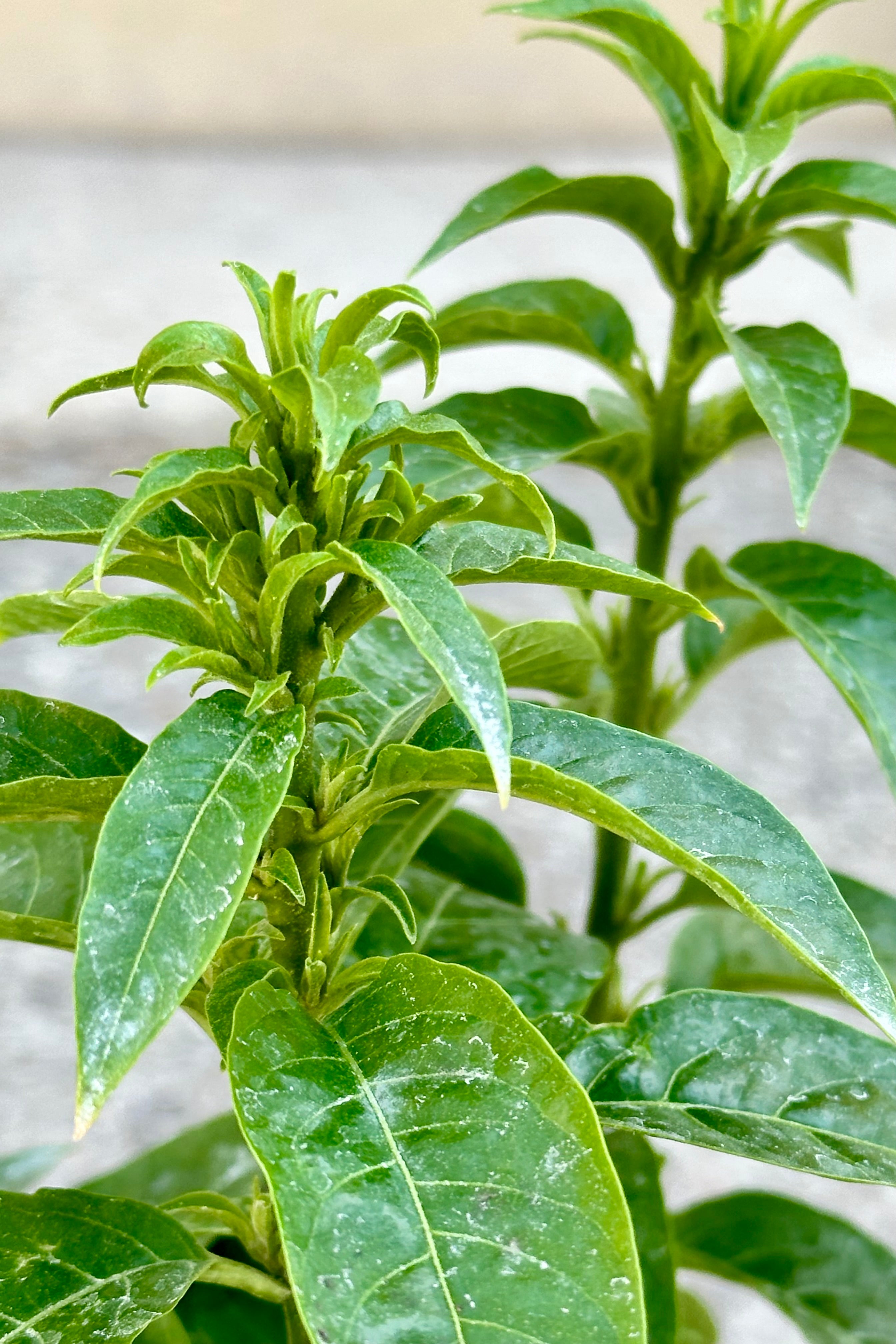 Night Blooming Jasmine (Cestrum Nocturnum) - Fragrant 4.5
