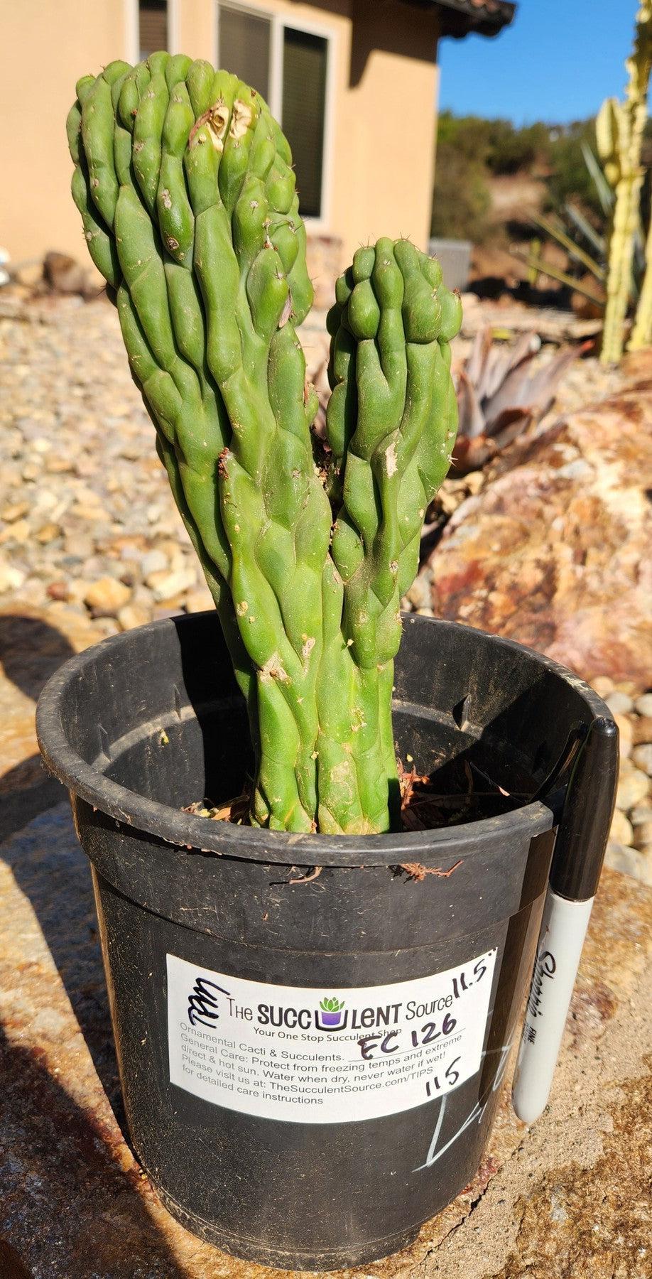 EC126 EXACT Trichocereus Pachanoi Monstrose TPM Crest Cactus 11.5