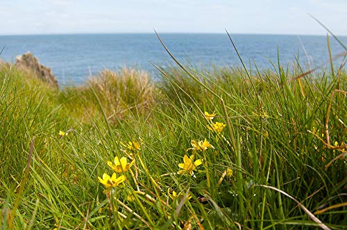 Nature Summer Dumfries and Galloway Sky Sea - 20x30 Inch Laminated Wall Poster with Vibrant Colors - Perfect for Home, Office, or Classroom Decor