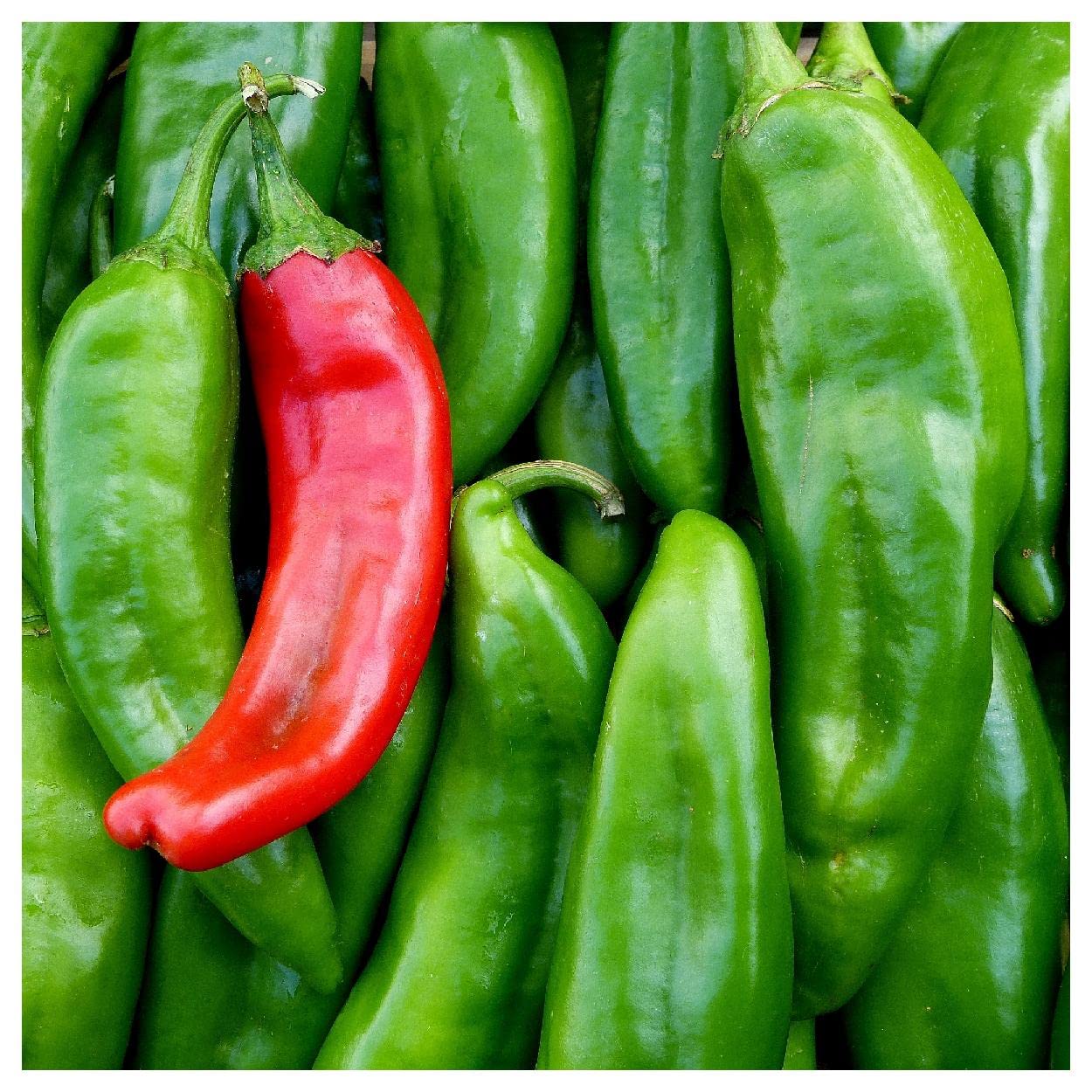 Everwilde Farms - 50 Anaheim Chile Hot Pepper Seeds - Gold Vault Jumbo Seed Packet for Home Gardening, Cooking & Spicy Recipes