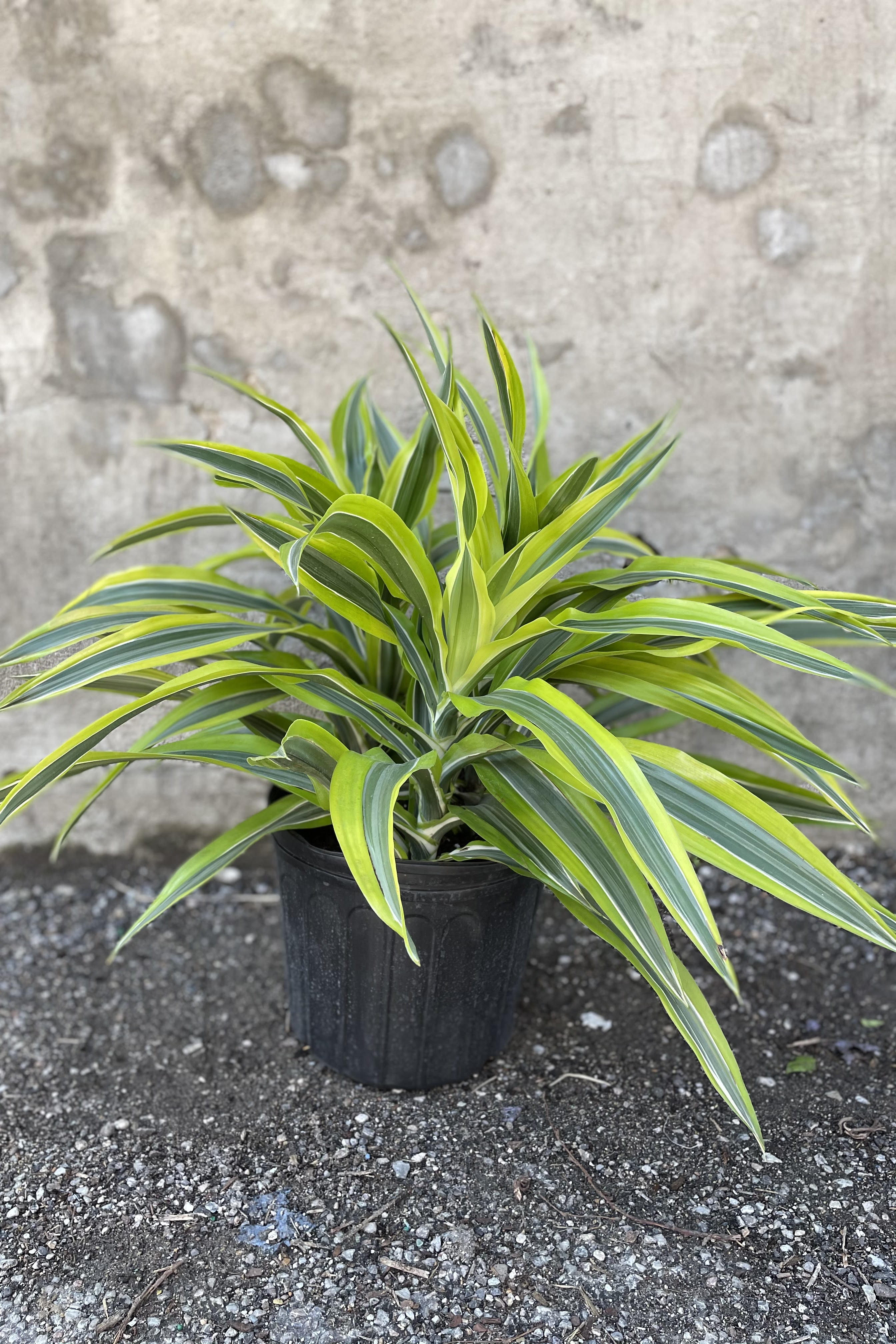Lemon Lime Dracaena Deremensis - 10
