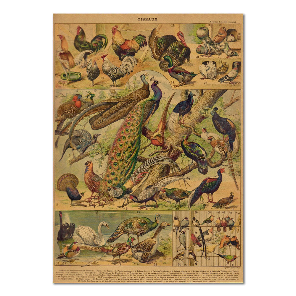 Vintage Kraft Paper Bird Poster - Wall Art Decor for Home, Office & Classroom - Nature Inspired Wildlife Illustration