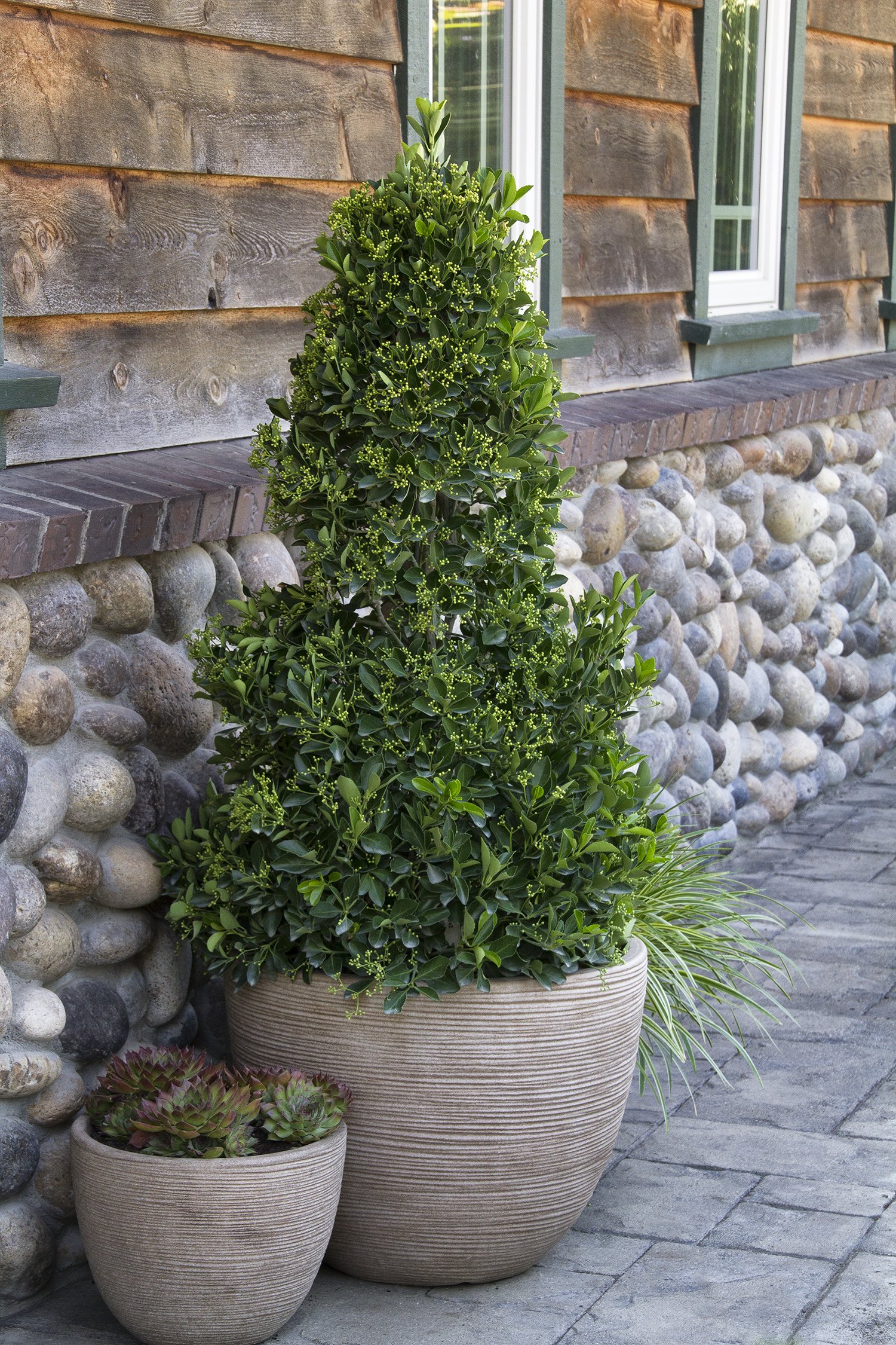 Ligustrum Waxleaf Privet - 12 Live Quart Size Plants - Evergreen Privacy Hedge for Landscaping - Perfect for Garden Borders, Fences, and Outdoor Privacy Screens