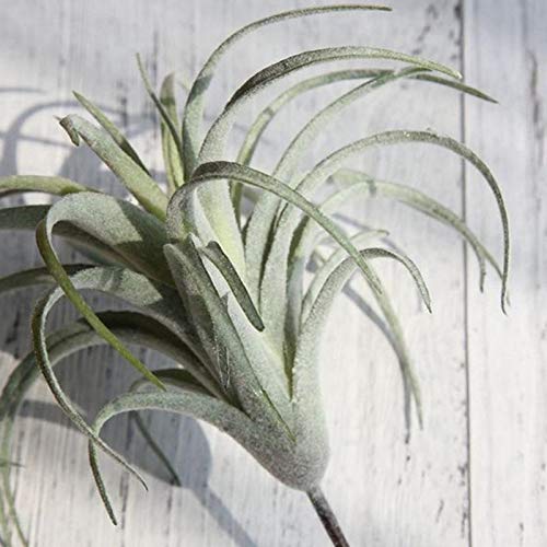 Artificial Pineapple Grass Air Plants - Fake Flowers for Home Wall Decor, Garden Party Decoration | Perfect for Living Room, Bedroom, Office & Wedding Centerpieces