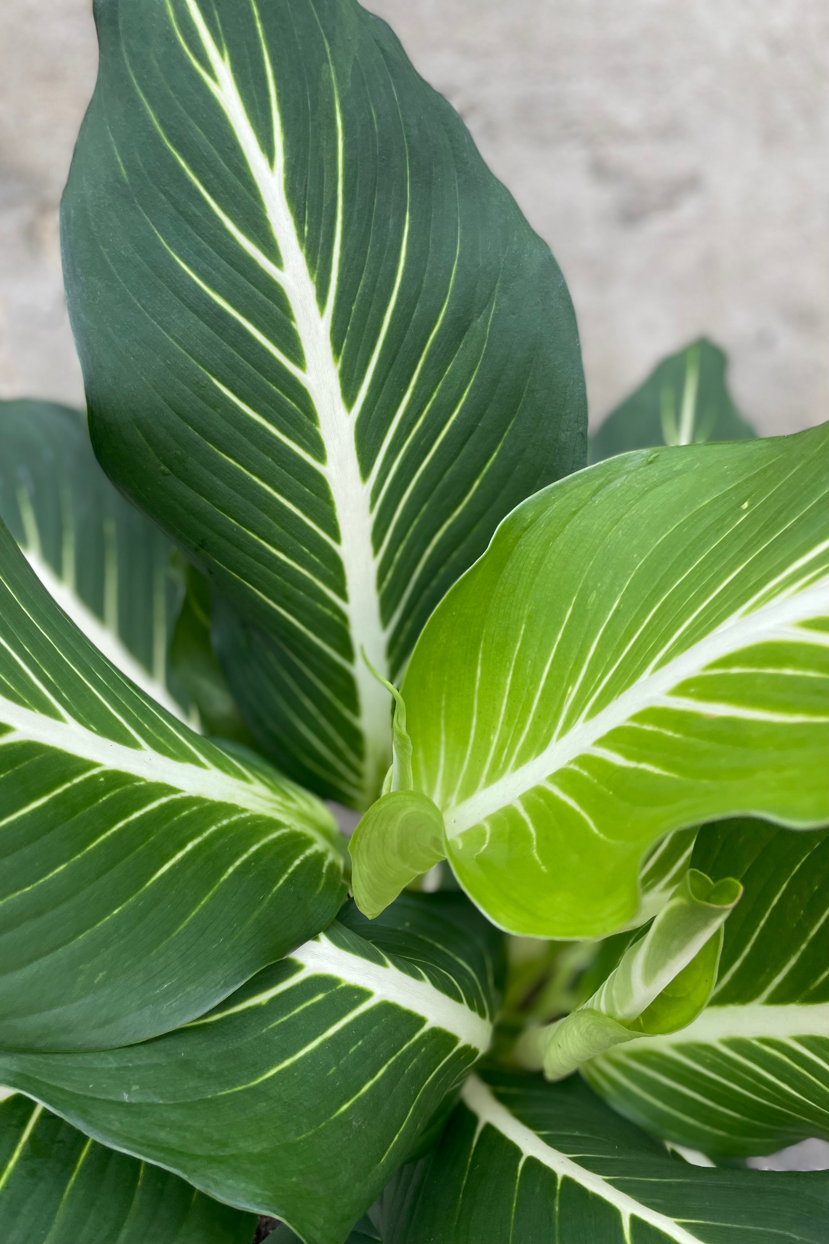 Dieffenbachia 'Sterling' 10