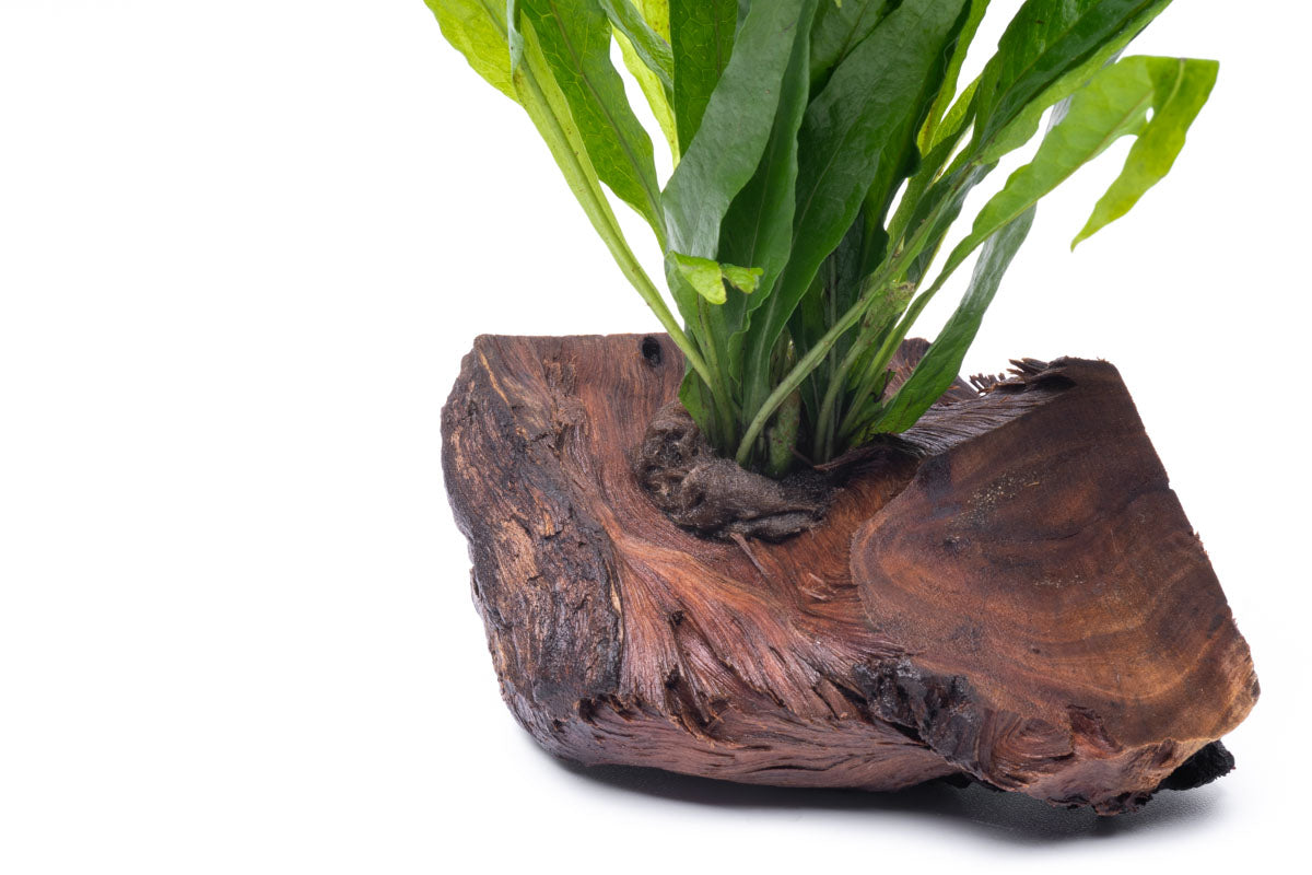 Microsorum Pteropus Java Fern on Driftwood - Perfect for Aquascaping & Natural Fish Tank Decor