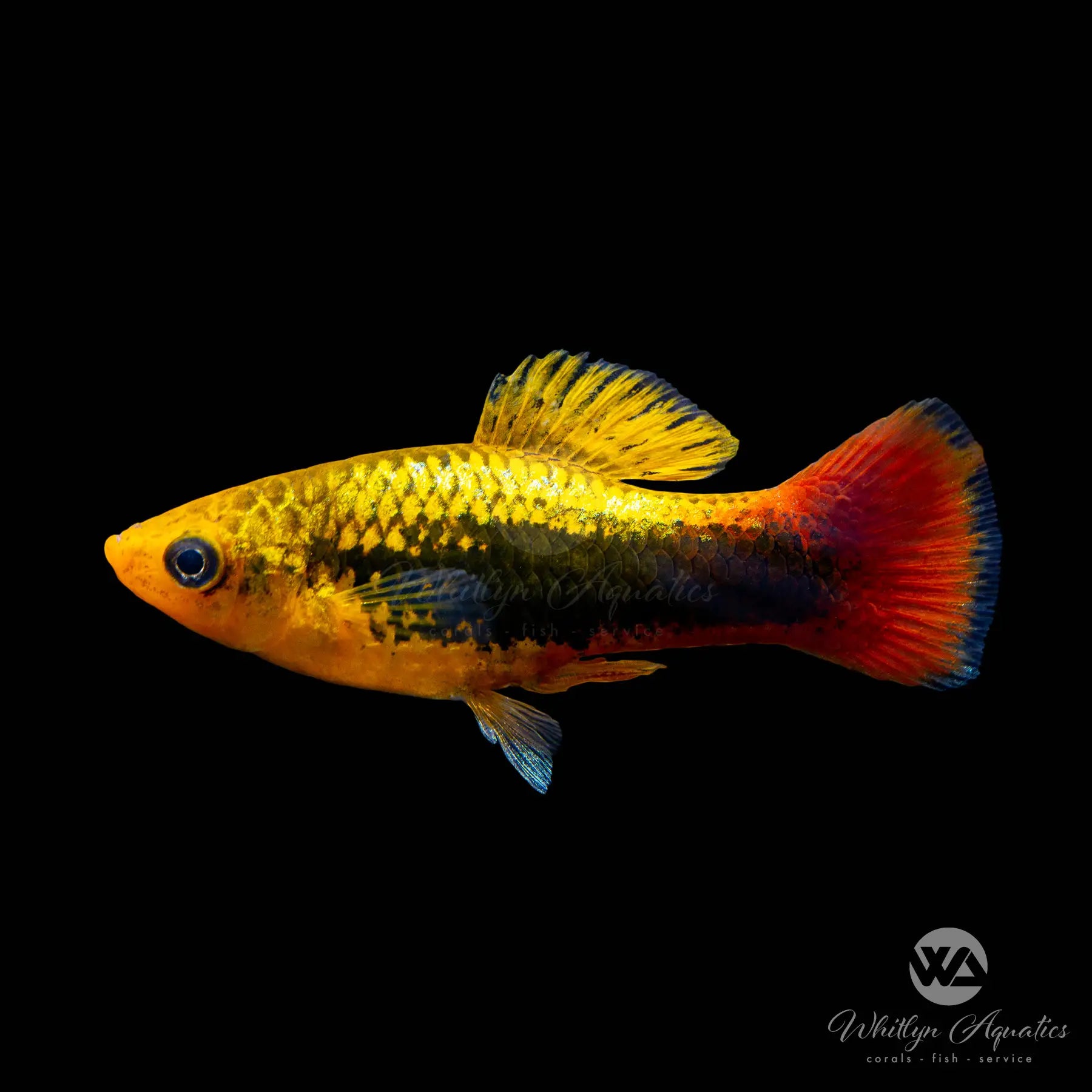 Hawaii Variatus Platy Fish (Xiphophorus variatus) - Live Tropical Fish for Aquariums & Fish Tanks | Perfect for Home & Office Aquascaping