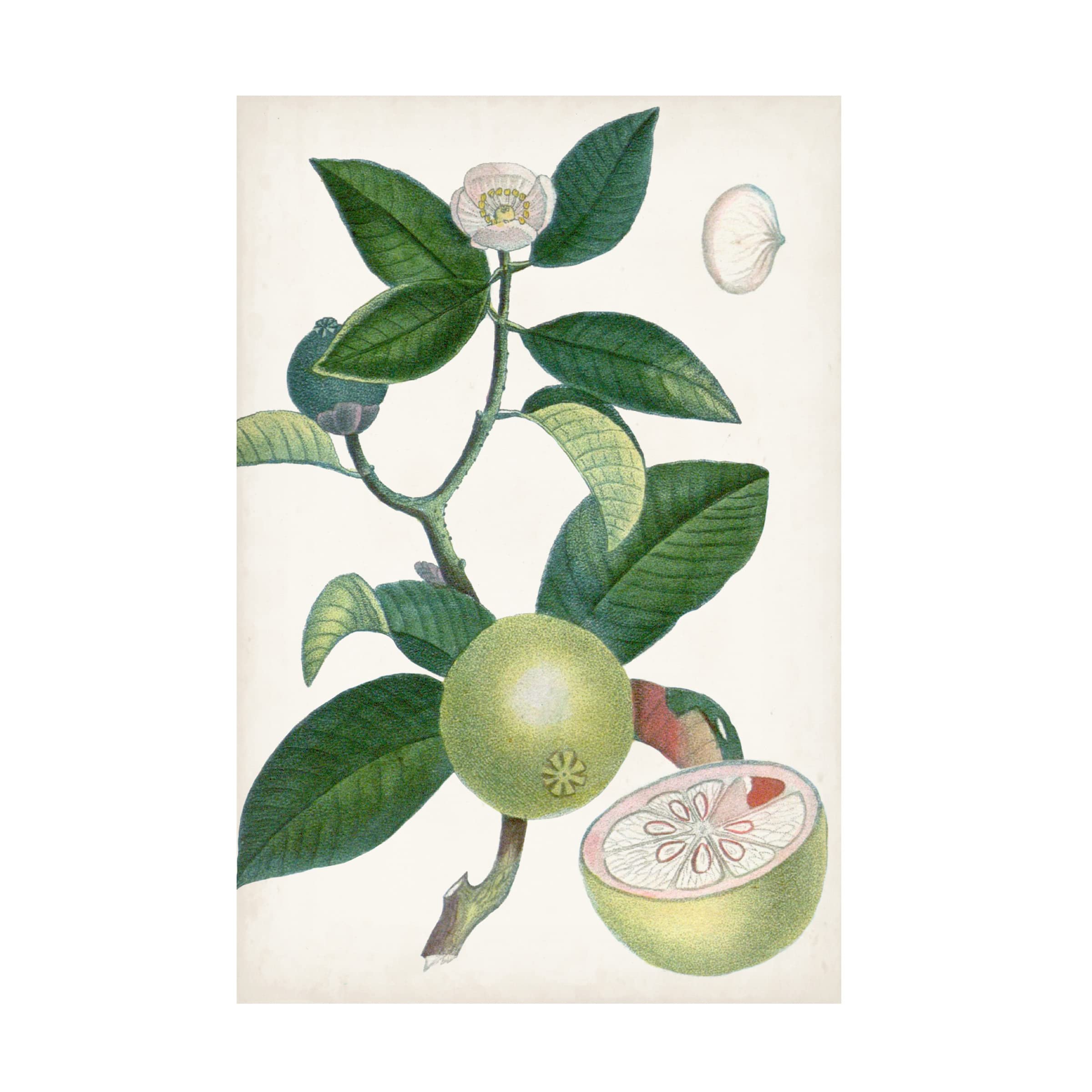 Trademark Fine Art 'Turpin Tropical Fruit XI' Canvas Wall Art Print - Vibrant Tropical Fruit Painting for Home, Office & Restaurant Decor