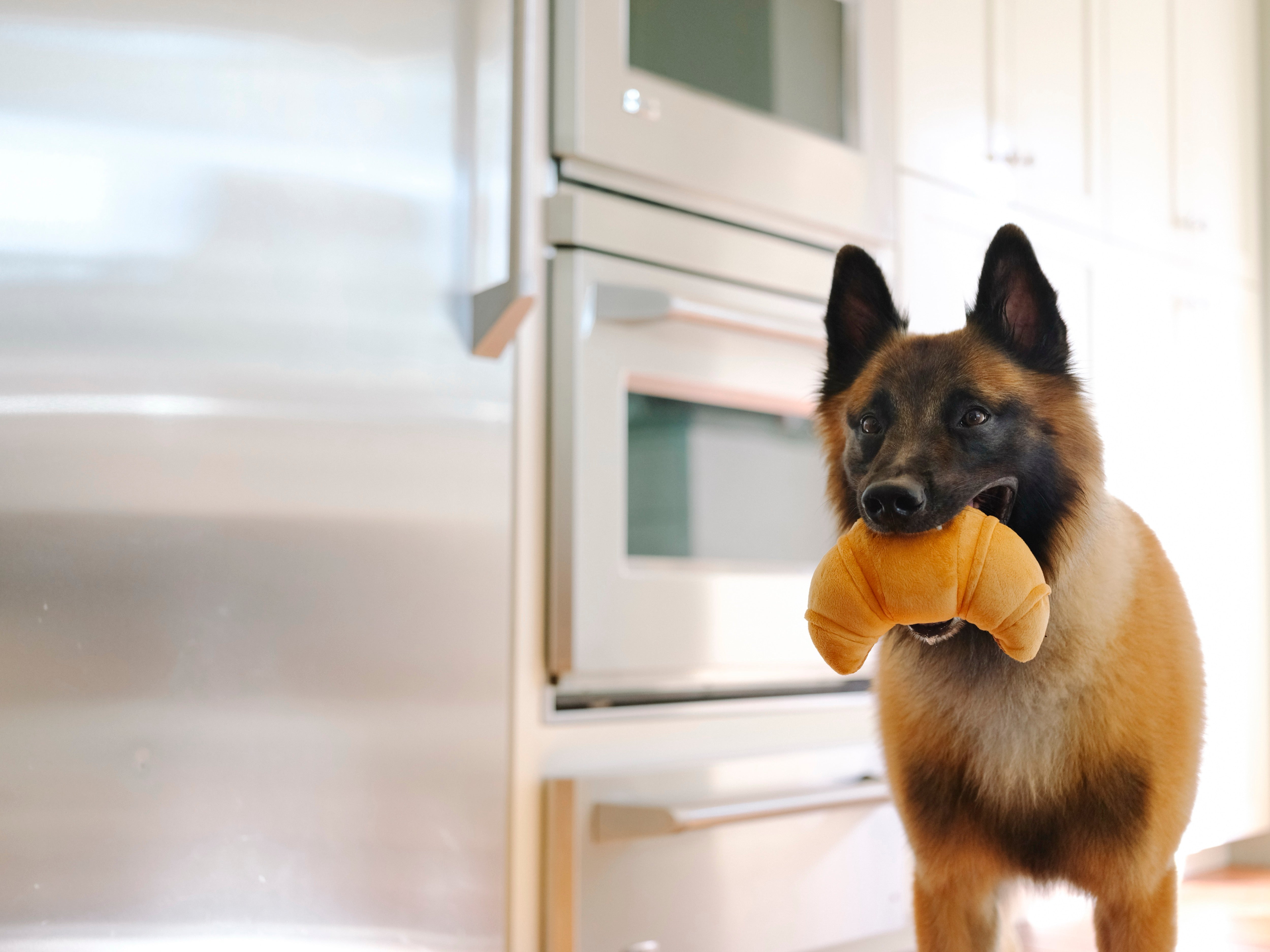 Croissant Plush Dog Toy - Barking Brunch™ Collection by Pet P.L.A.Y. | Soft & Durable Chew Toy for Small & Medium Dogs | Perfect for Playtime, Training & Cuddling