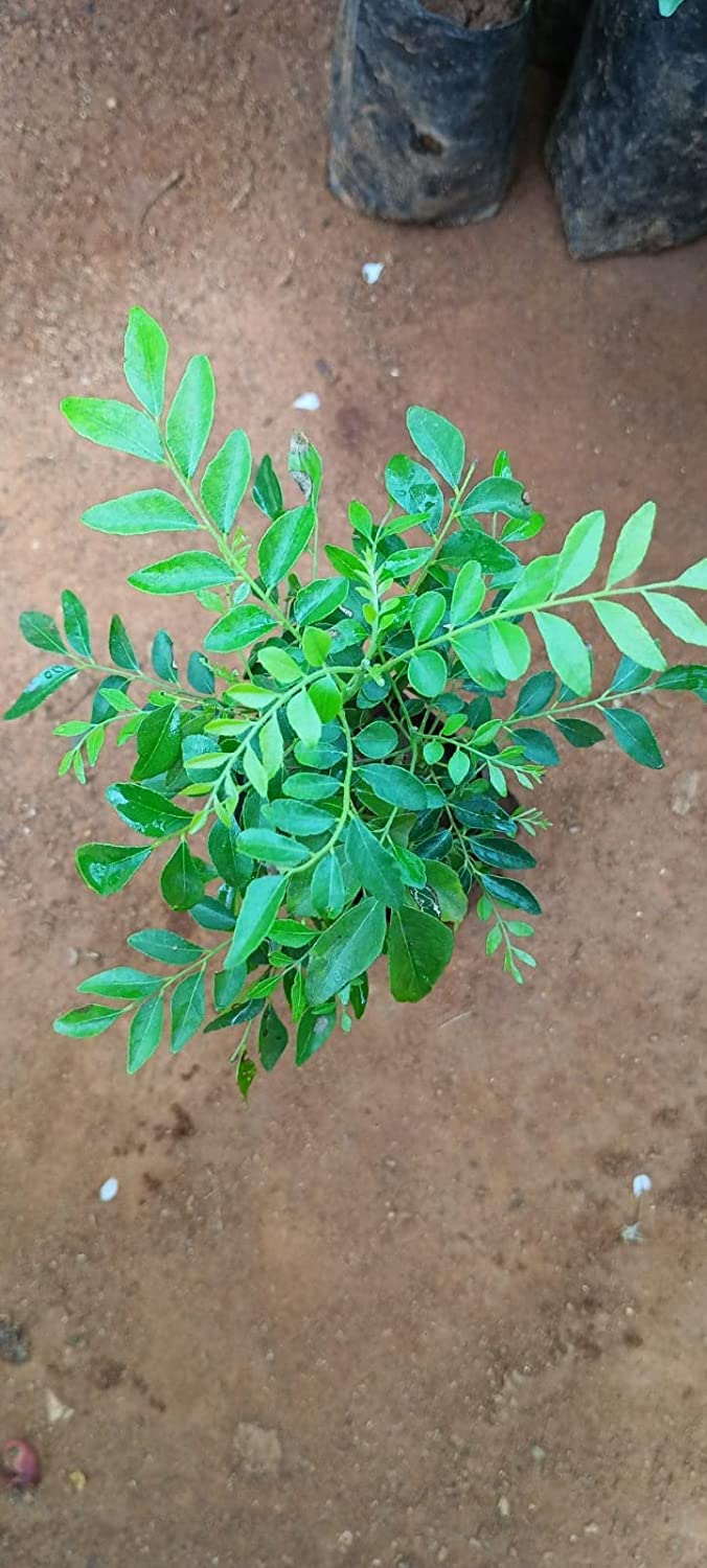 Curry Leaves Plant (Murraya Koenigii) - Live Herb Plant for Cooking, Ayurveda & Home Gardening | Fresh Curry Patta, Karee Patte, Kariveppilai | Perfect for Indian Cuisine, Herbal Remedies & Organic Gardens