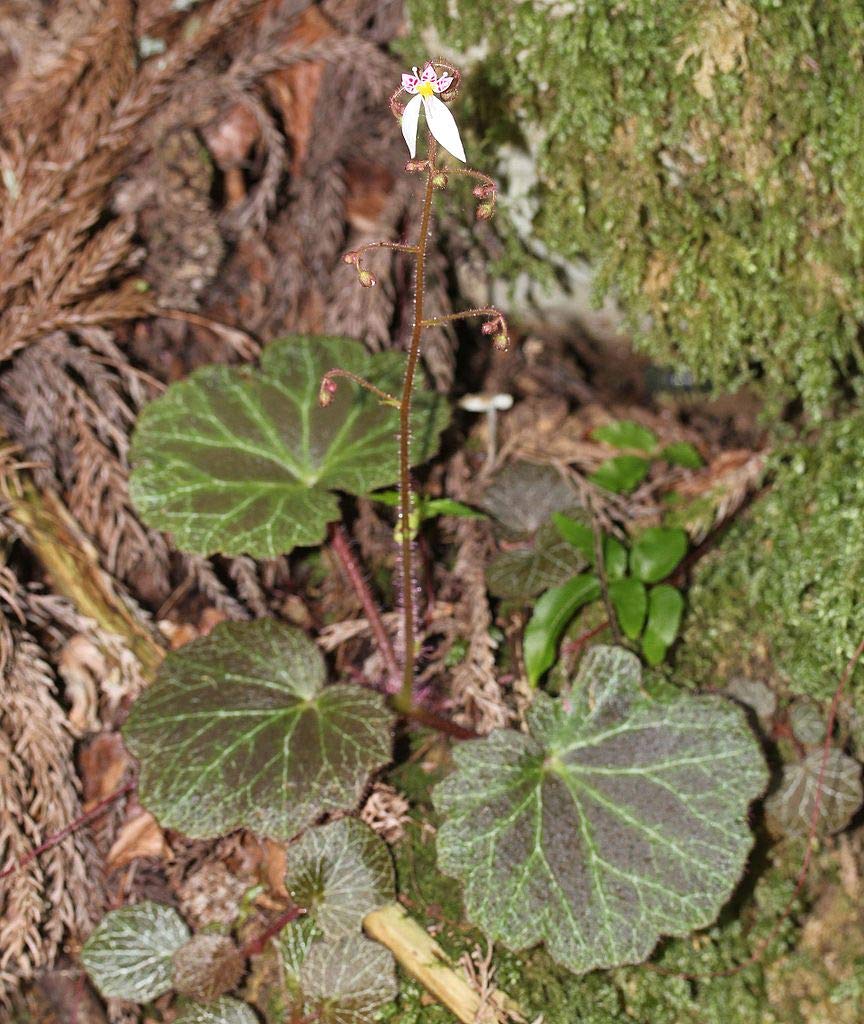 Buy Saxifraga Stolonifera (Strawberry Begonia) Starter Plants - Pack of 10 | Perfect for Indoor Hanging Baskets, Terrariums & Shade Gardens