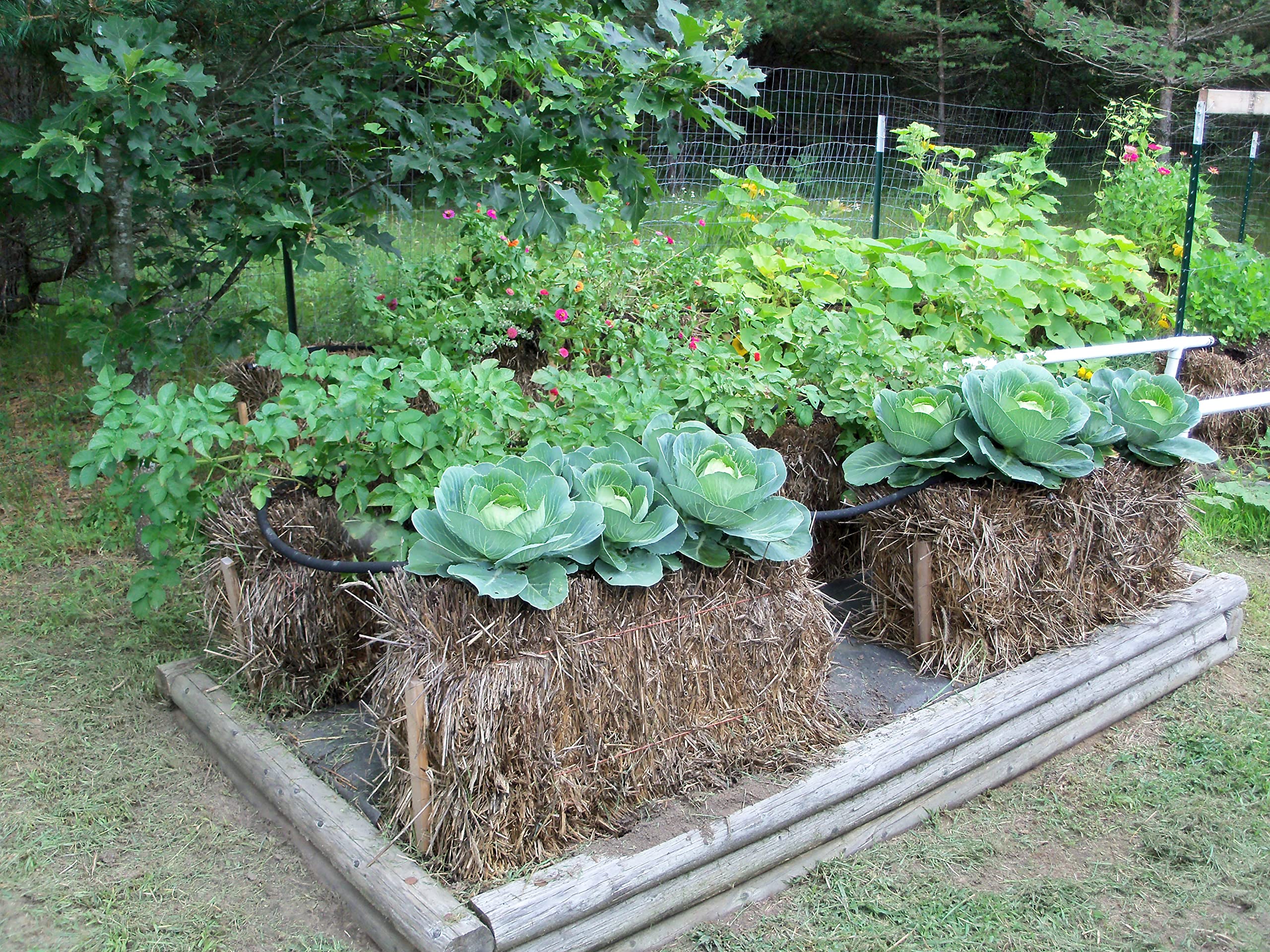 BaleBuster4 Four Bale Conditioning Formula - Prep Straw Bale Garden for Planting Vegetables | Organic Gardening, Urban Farming & Raised Bed Alternative