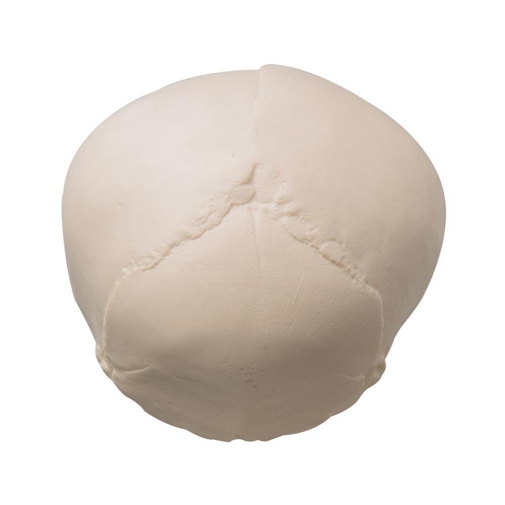 High-Quality Fetal Skull Model with Display Stand - Perfect for Medical Education, Anatomy Study & Classroom Demonstrations