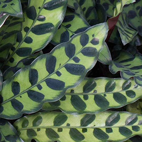 Rattlesnake Calathea (Calathea Lancifolia) - 5 Live Plants in 6 Inch Pots - Easy to Grow Air Purifying Indoor Houseplant - Perfect for Home, Office, and Low Light Spaces