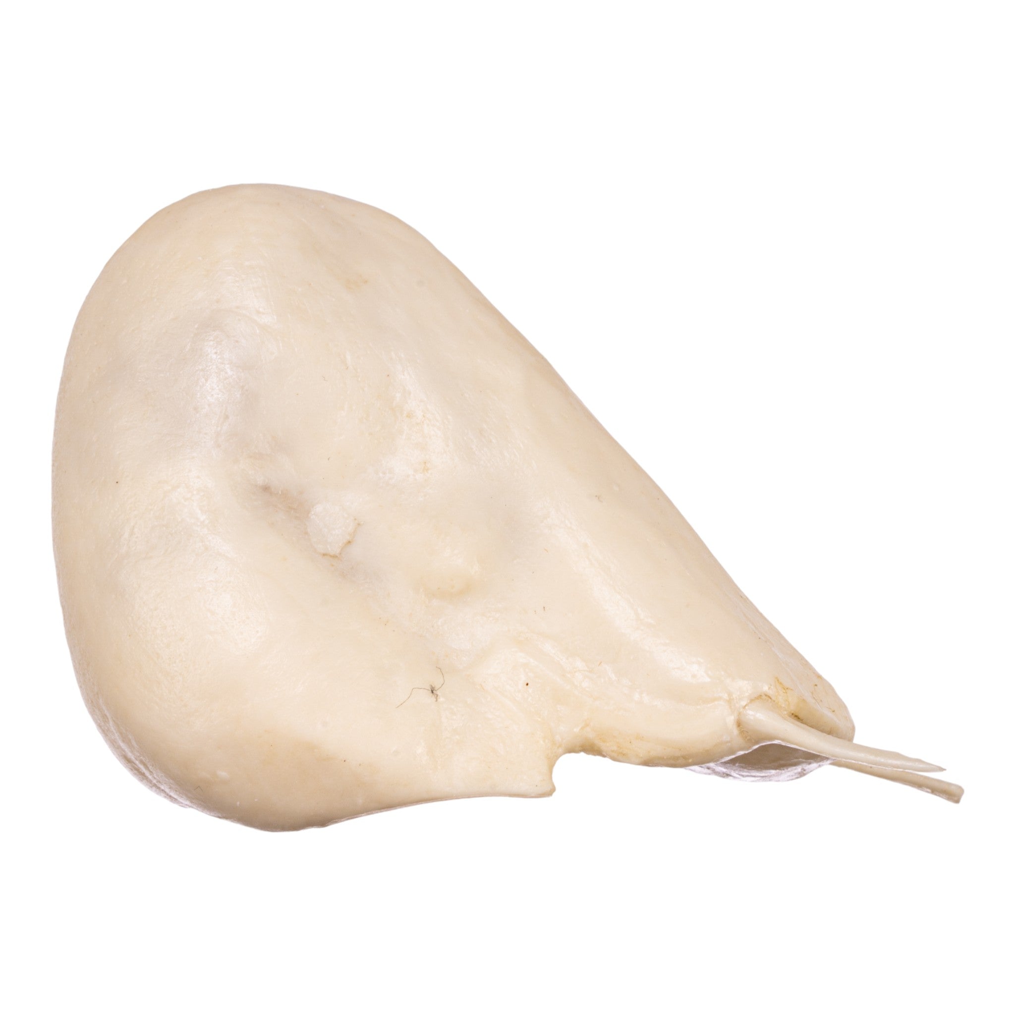 Authentic Replica Mantled Howler Hyoid Bone - Perfect for Anthropology Studies, Halloween Decor & Educational Displays
