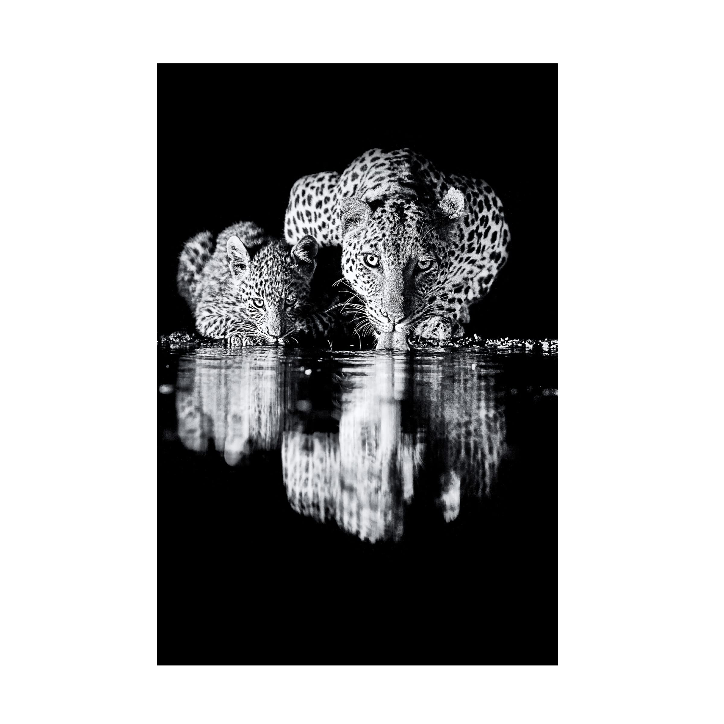 Trademark Fine Art 'Leopard' Canvas Print by Amnon Eichelberg - Stunning Wildlife Wall Decor for Living Room, Bedroom & Office