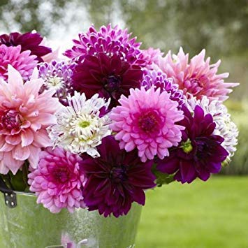 Dahlia Dinnerplate Rose Mix - 3 Giant Flower Tubers for Stunning Cut Flowers | Perfect for Weddings, Bouquets, and Garden Displays