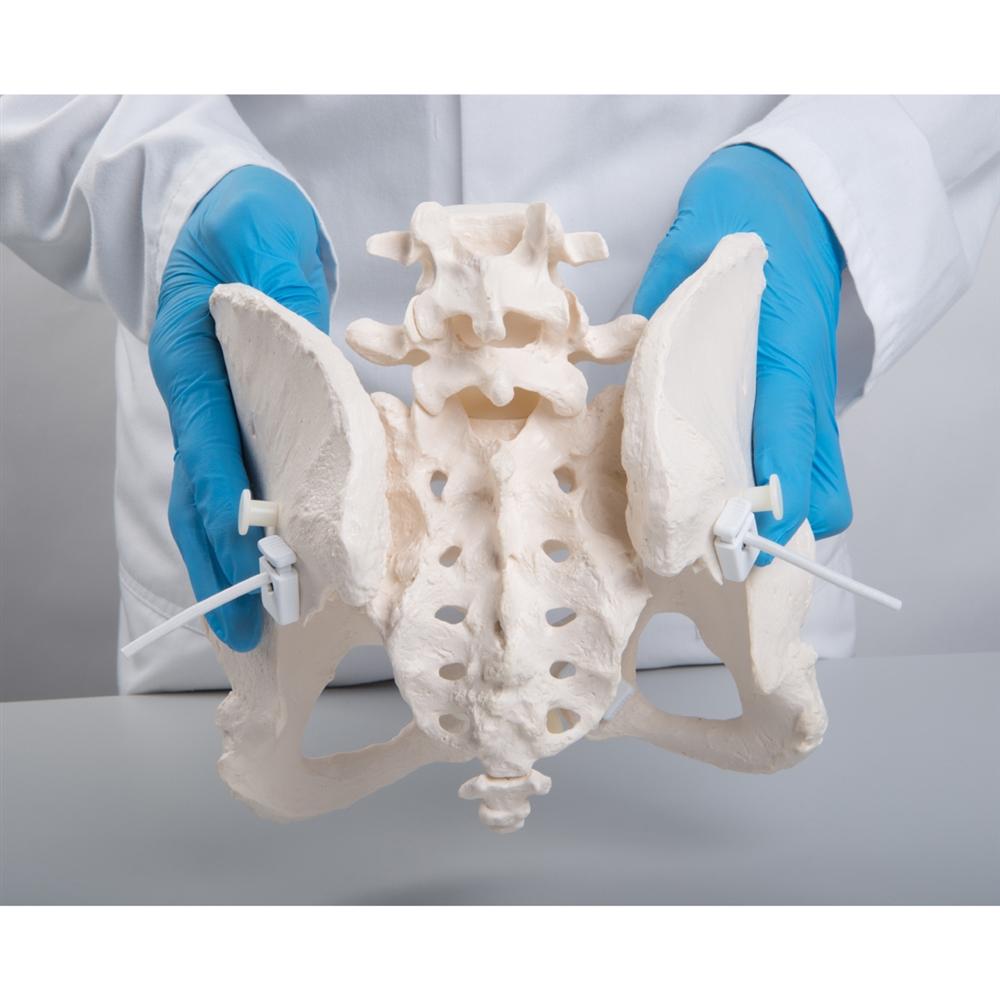 Flexible Female Pelvic Skeleton Model - Anatomically Accurate Medical Teaching Tool for Childbirth Education, Physical Therapy & Nursing Training