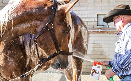 UltraCruz Equine Foaming Horse Shampoo Refill - 5 Gallon | Gentle Cleaning for Horses, Ponies & Show Animals | Ideal for Bathing, Grooming & Competition Prep