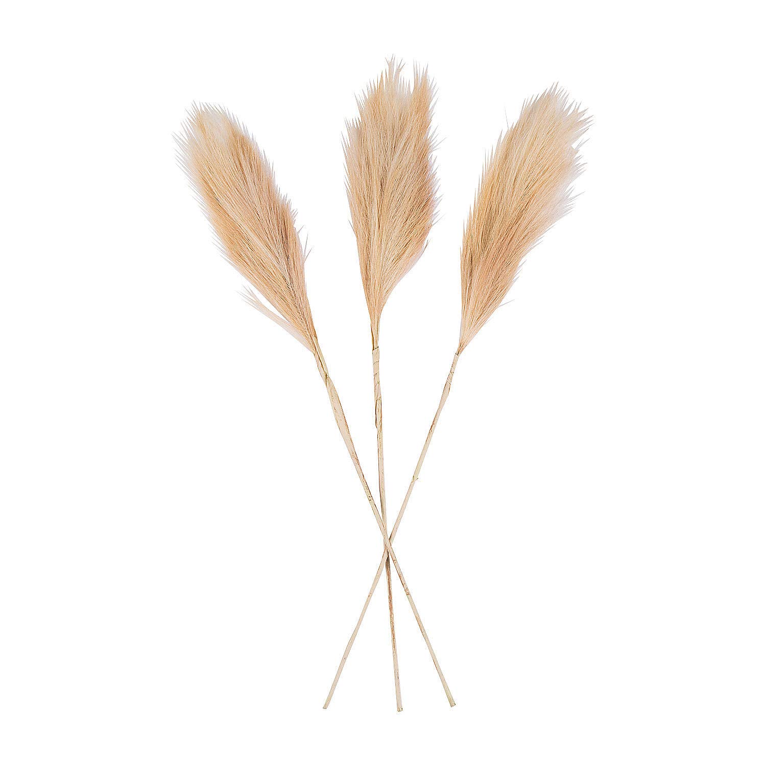 Pampas Grass Decor - 3 Piece Set for Boho Home Styling