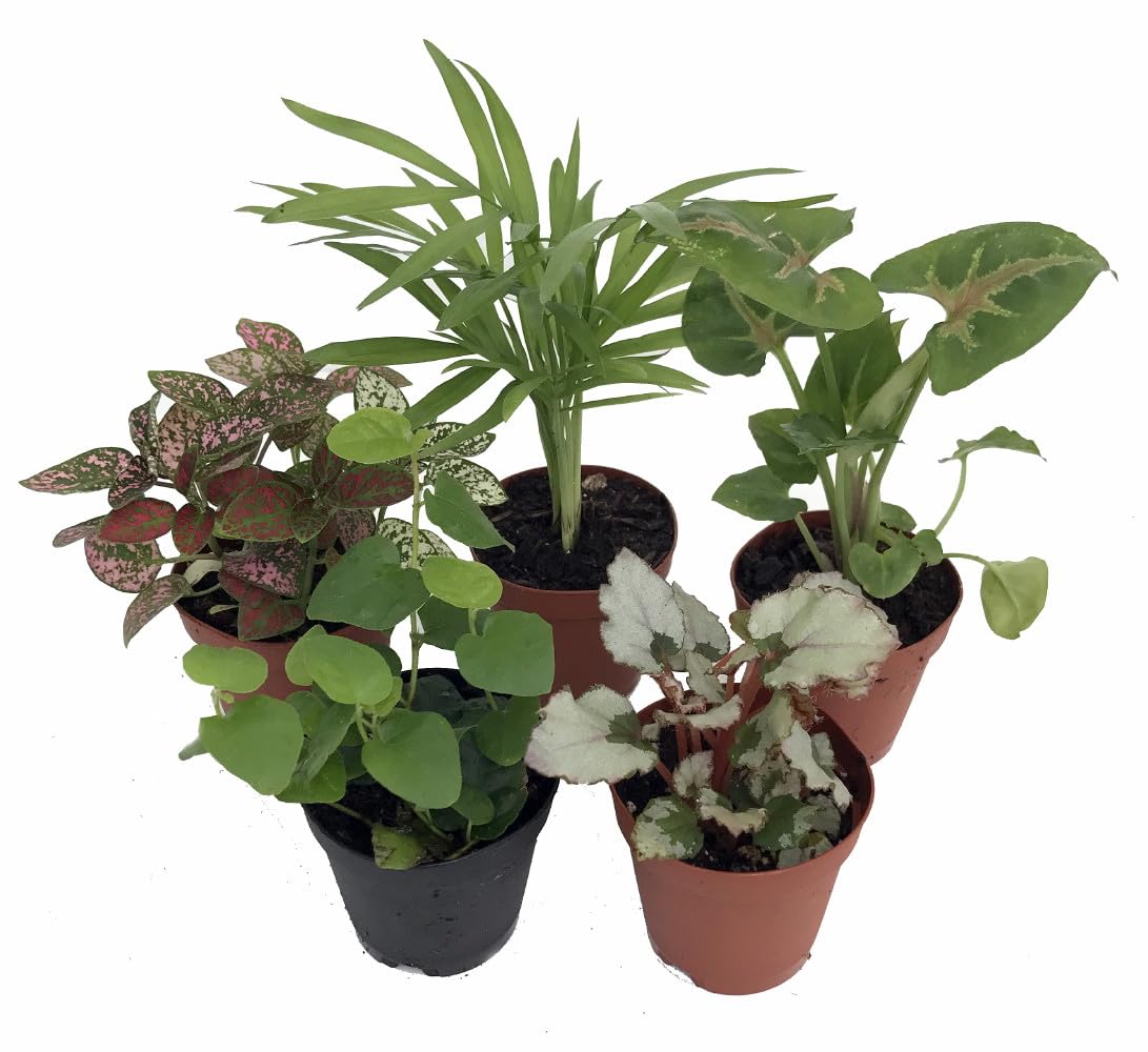 Hirt's Complete Terrarium Kit - 5 Live Terrarium Plants & 5 Ferns for Indoor Gardens, DIY Home Decor, Office Desk Decorations