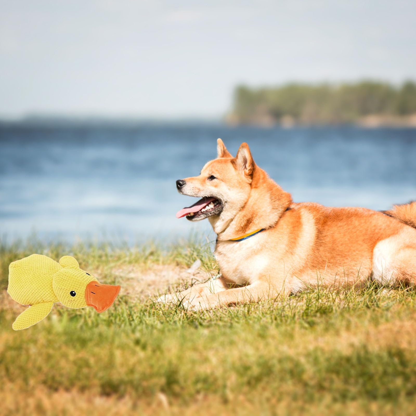 The Mellow Dog Calming Duck Toy - 2025 New Durable Plush Stuffed Chew Toy with Quacking Sound for Small & Medium Dogs - Perfect for Anxiety Relief, Indoor Play & Training Sessions