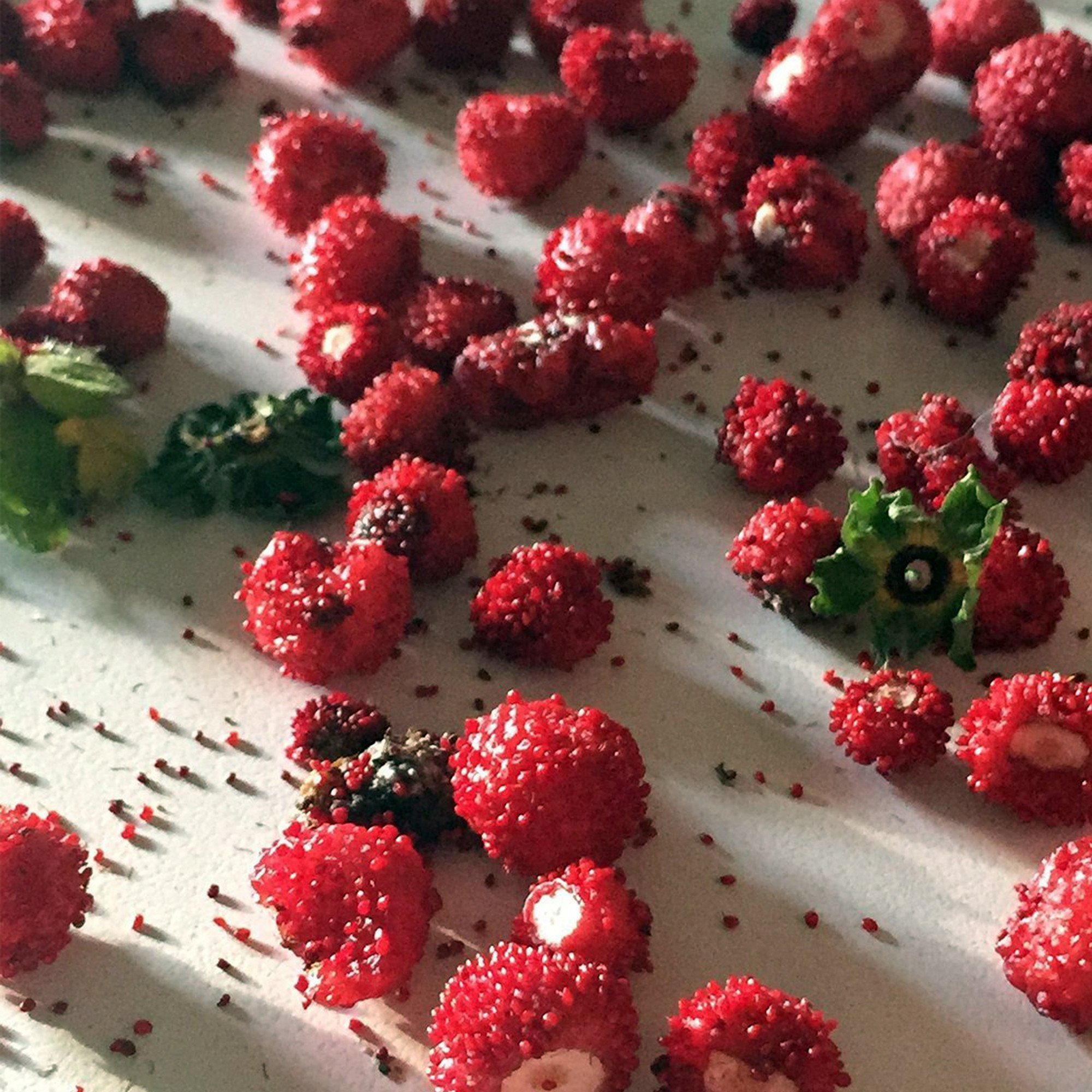 Woodland Wild Strawberry Seeds (Fragaria vesca) - 100 Count Packet for Home Gardening, Organic Planting - Perfect for Backyard Gardens, Containers & Edible Landscaping