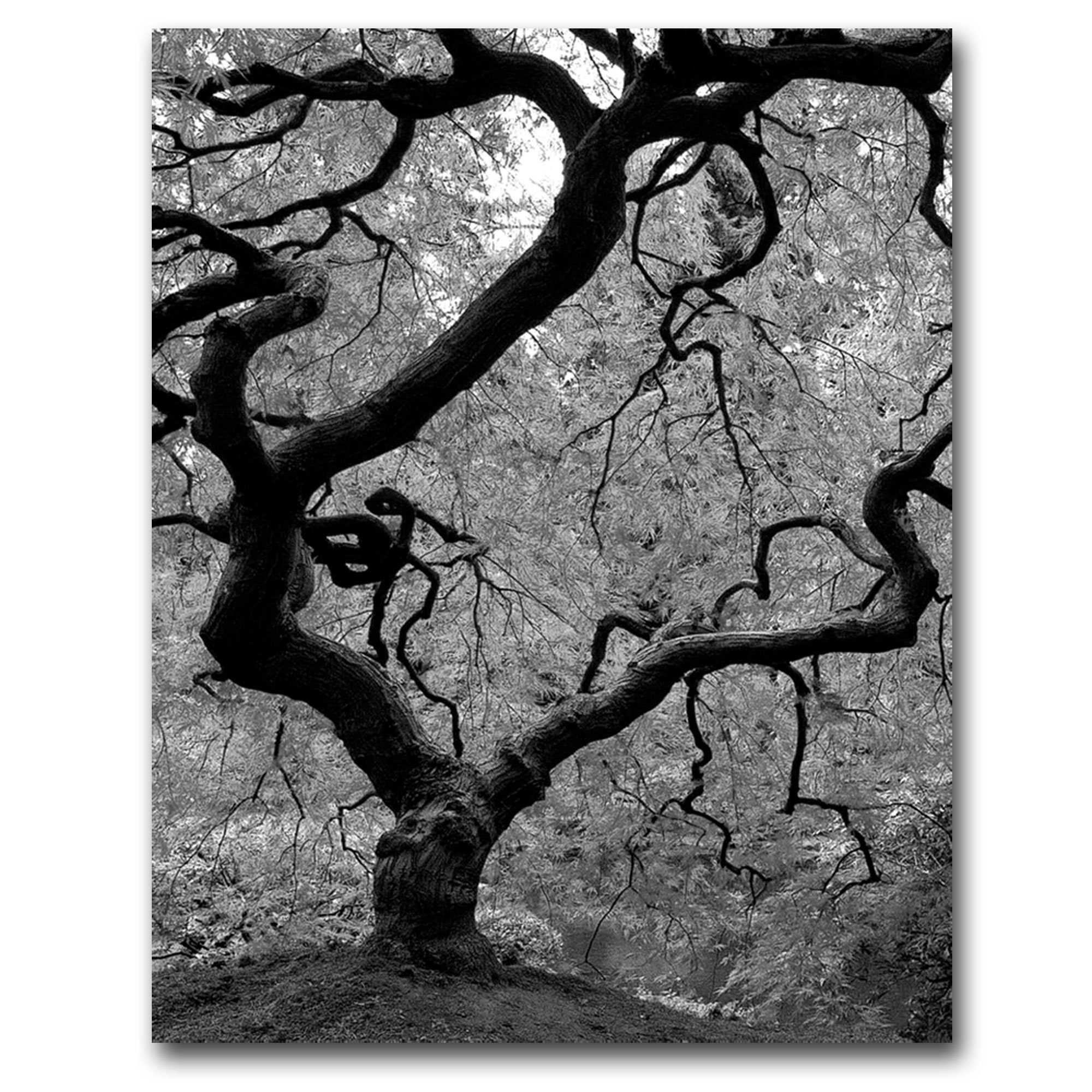 Japanese Tree II by David Farley - 35x47 Inch Canvas Wall Art Painting for Living Room, Bedroom & Office Decor
