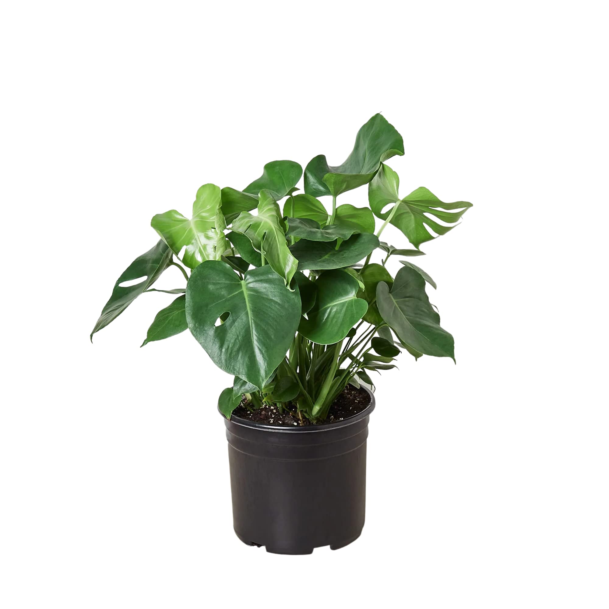 Monstera Deliciosa Swiss Cheese Plant - 10 Inch Live Indoor Houseplant | Easy Care Low Light Tropical Plant | Home Office Decor | Perfect Housewarming Gift for Plant Lovers | Includes Free Care Guide | Ideal for Living Rooms, Bedrooms & Workspaces