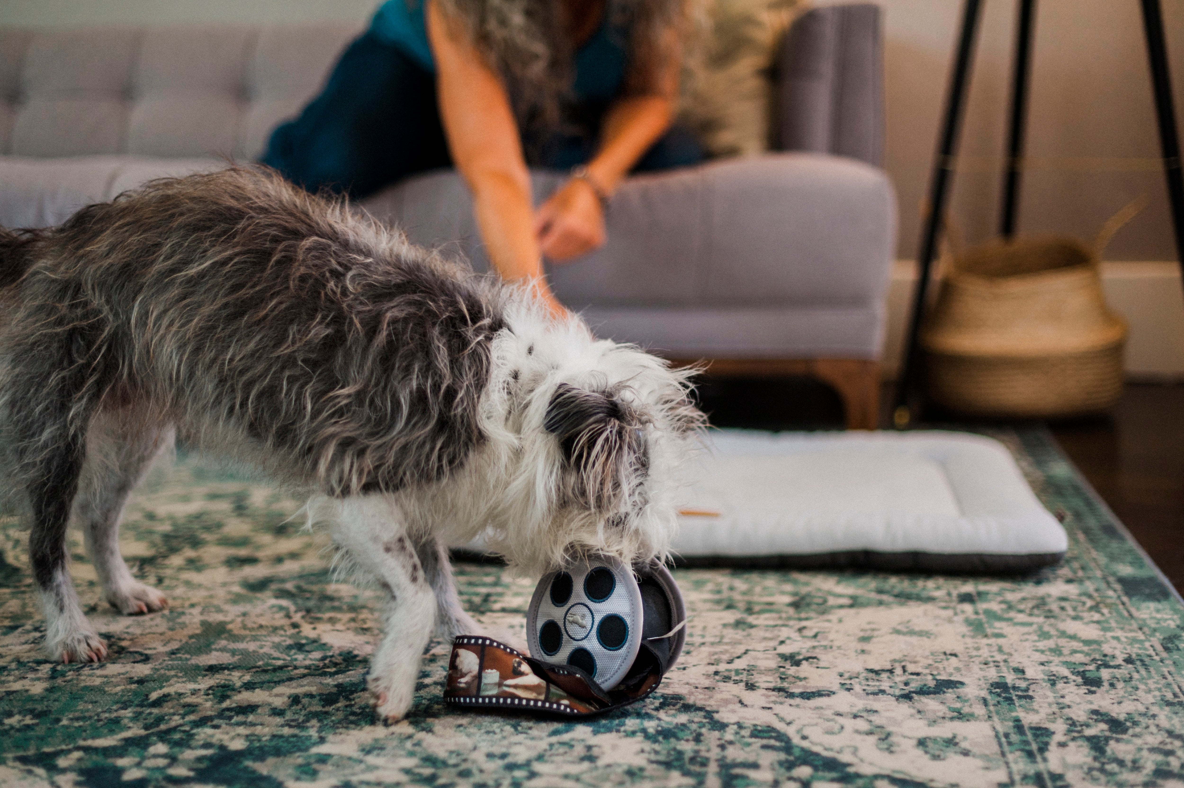 Hollywoof™ Dog Plush Toy with Film Reel Design - Durable Chew Toy for Small & Large Dogs - Perfect for Playtime, Training & Cuddling