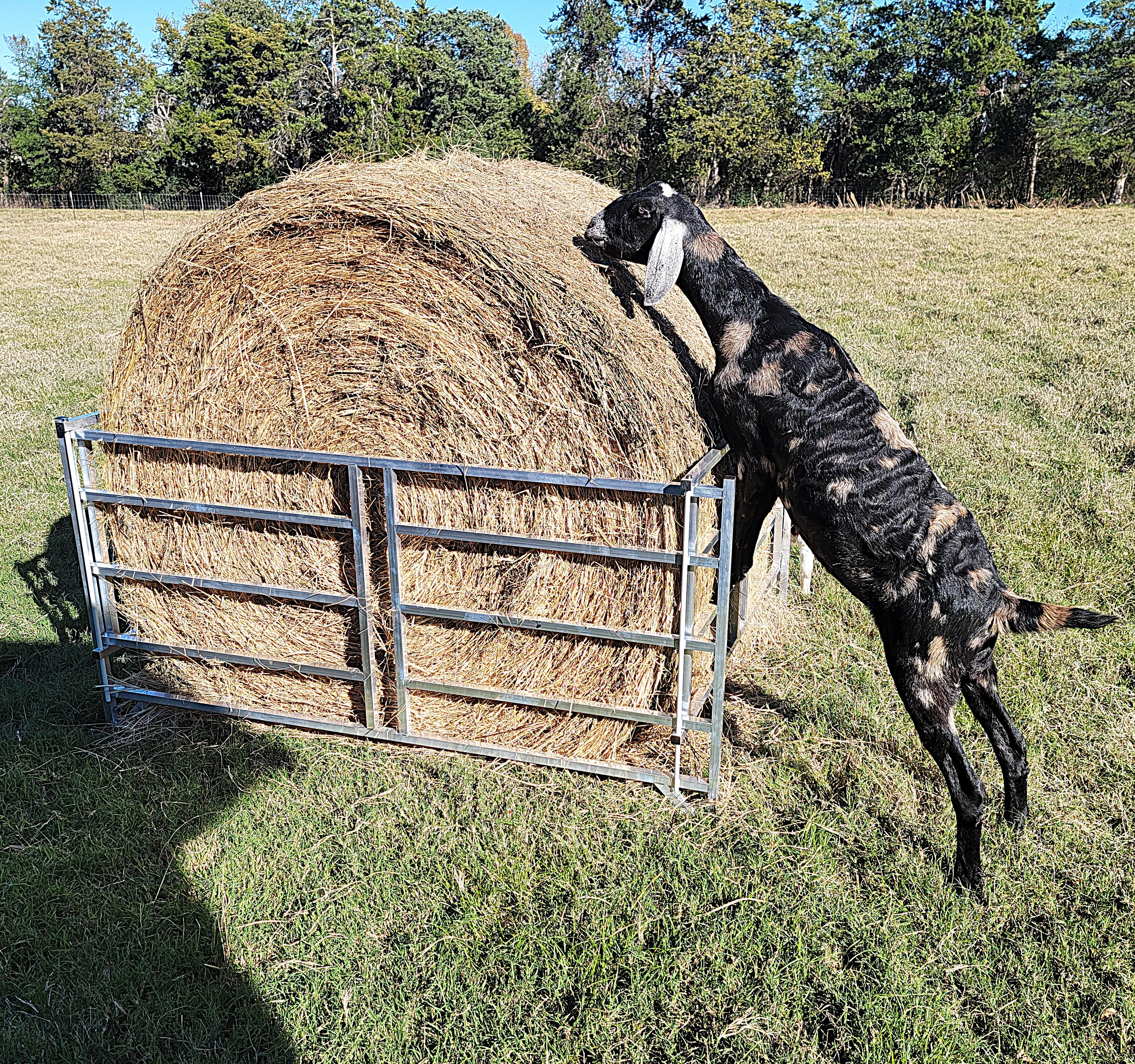 Collapsible Aluminum Round Hay Feeder for Sheep, Goats, Llamas & Alpacas - Fits 4x4, 4x5 & 4x6 Bales - Durable Portable Feed Trough for Pasture, Barn & Farm Use