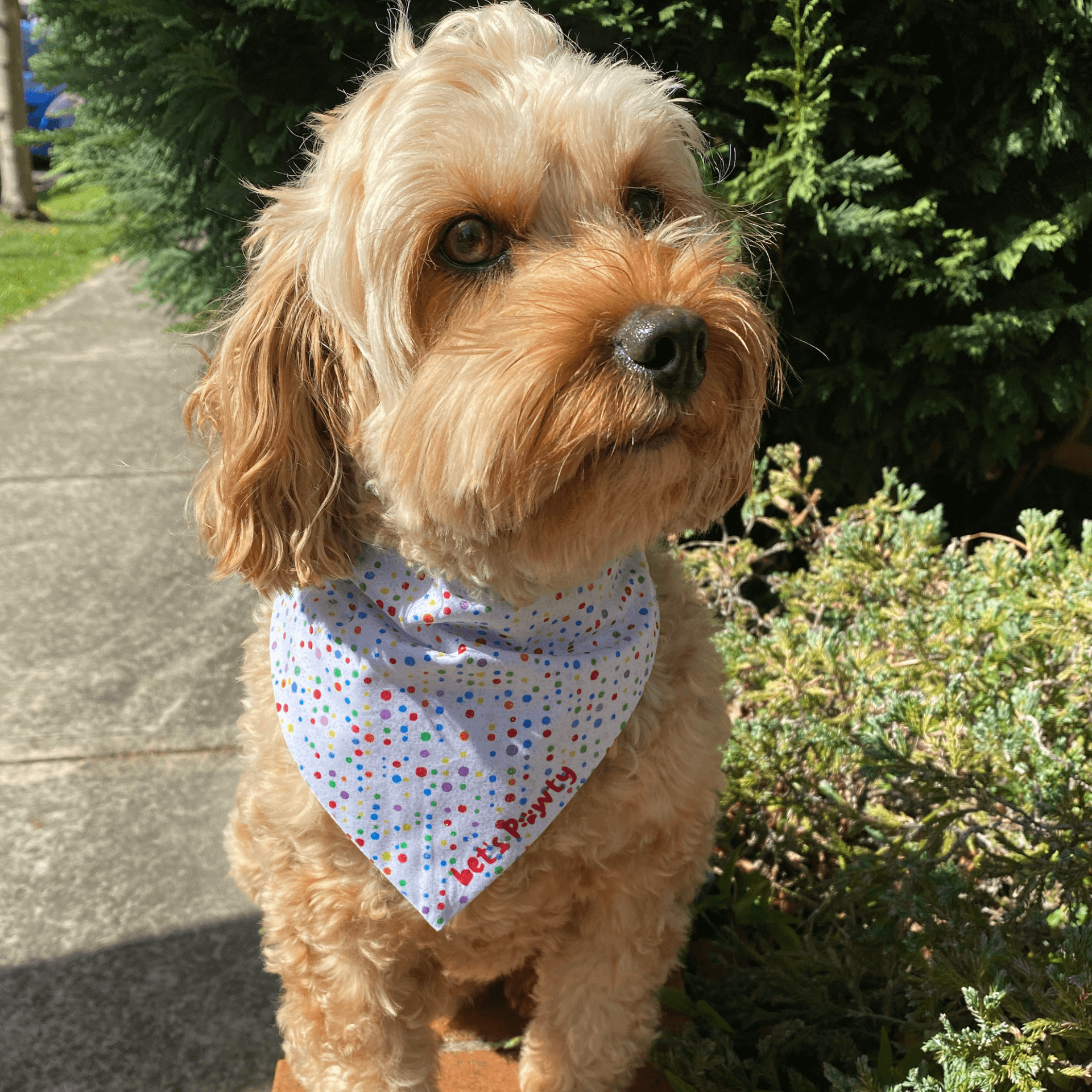 Reversible Dog Bandana with Dots & Spots - Stylish Pet Accessory for Walks, Photos, and Special Occasions
