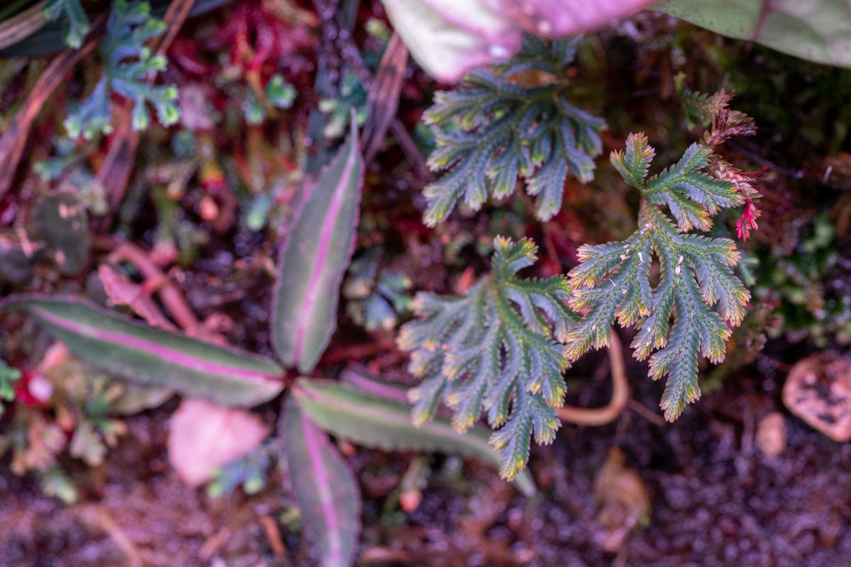 Selaginella Erythropus Sanguinea - Red Spike Moss Plant for Home & Office Decor | Perfect for Terrariums, Fairy Gardens, and Indoor Plant Displays