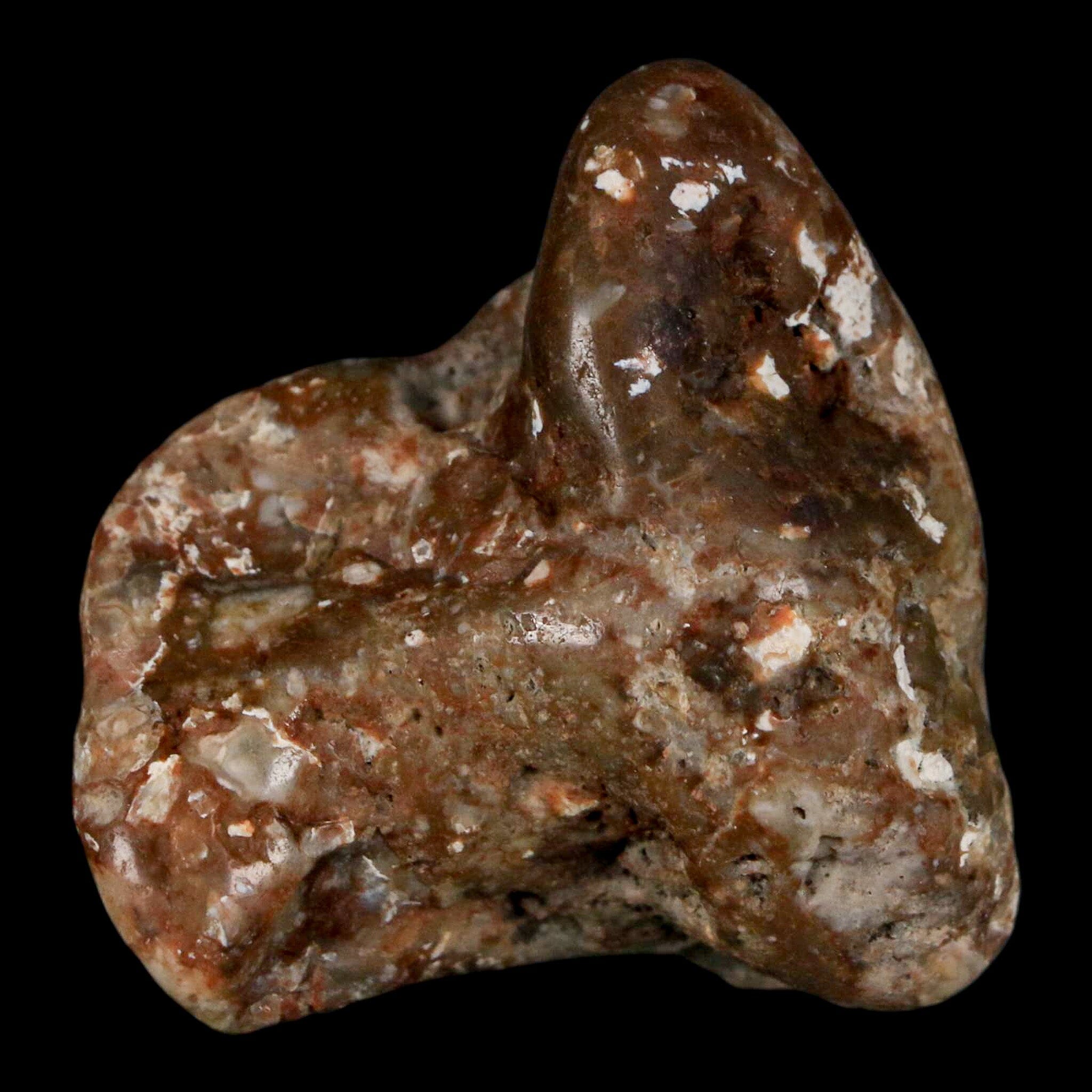 2 Authentic Sauropod Dinosaur Gastrolith Stomach Stones - Fossilized Gizzard Rocks with COA - Perfect for Paleontology Collections & Educational Displays