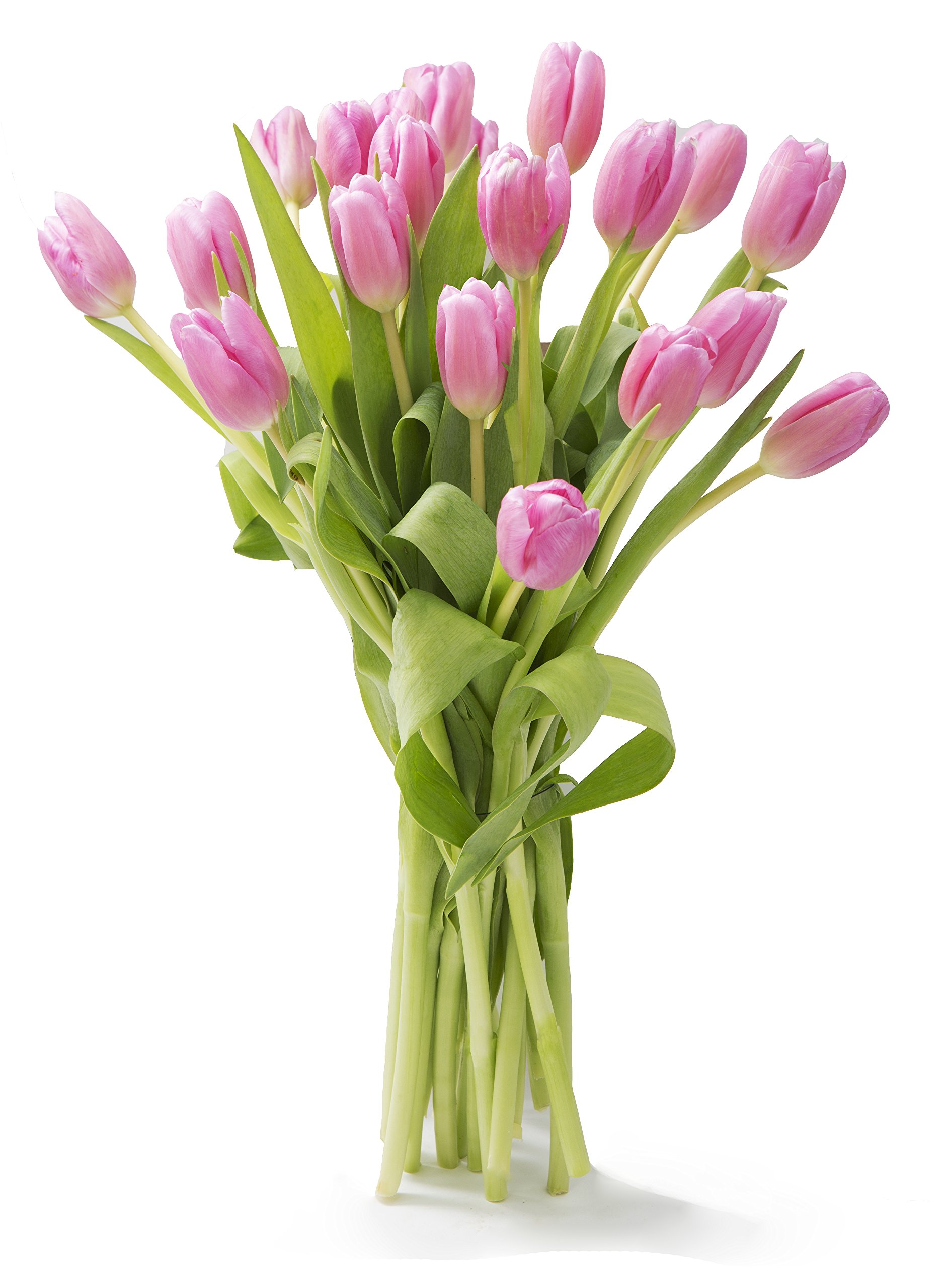 KaBloom PRIME NEXT DAY DELIVERY - 20 Fresh Pink Tulips Bouquet | Birthday, Anniversary, Valentine's Day, Mother's Day Gift | Sympathy, Get Well, Thank You Flowers | Perfect for Home Decor, Wedding Centerpieces & Romantic Surprises