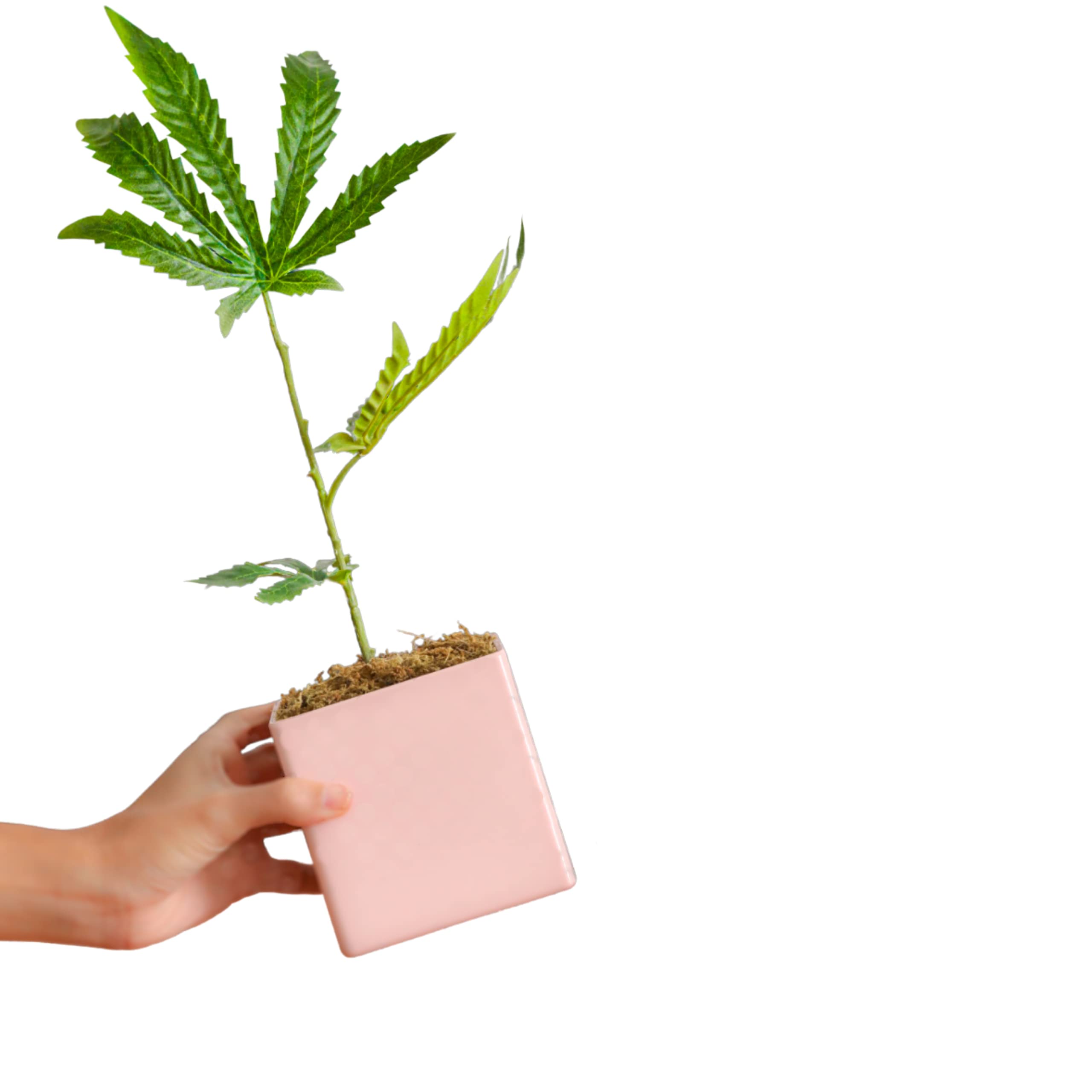 Realistic Fake Cannabis Plant Decor - Lifelike Artificial Weed Plant with Pink Pot for Home & Office | 420 Accessories, Prank Gifts & Stoner Room Decor | Perfect for Themed Parties, Instagram Photos, Boho Decor, Halloween Props & Photography Backdrops | Great for Living Room, Bedroom & Office Aesthetics | Ideal for Home Decor, Party Themes, Social Media Content & Interior Design