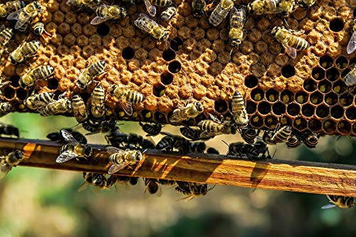 20x30 Inch Laminated Beekeeping Poster - Bright Colors & Vivid Imagery for Home, Farm & Apiary Decor | Perfect for Beekeepers, Agriculture Enthusiasts & Nature Lovers | Fits Standard Frames