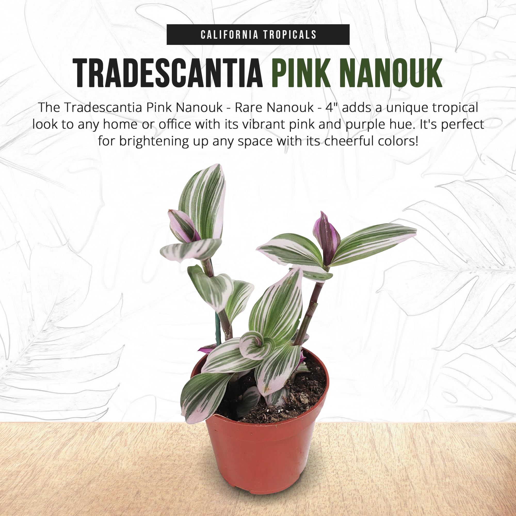 California Tropicals Pink Tradescantia Nanouk - Rare Live Houseplant in 4 Inch Pot with Rooted Leaves - Easy Care Indoor Outdoor Tropical Plant for Home Office Decor, Mini Garden, and Gift Ideas