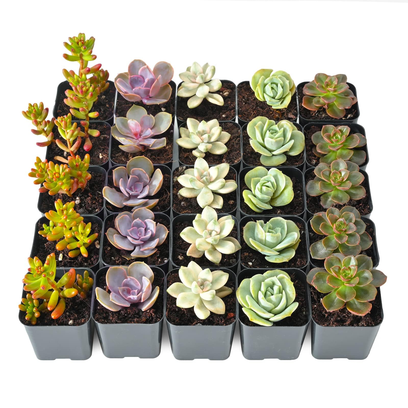 25 Pack Live Succulent Plants - Assorted Rare Small Succulents in 2