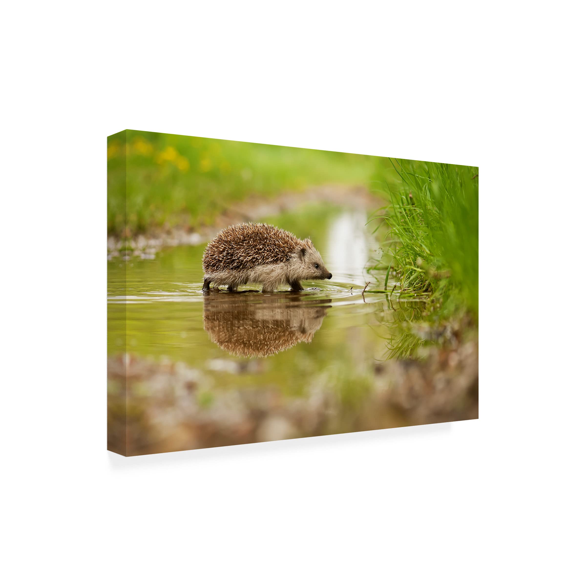 Trademark Fine Art 'Hedgehog' Canvas Wall Art by Michal Candrak - Cute Animal Painting for Living Room, Bedroom & Nursery Decor