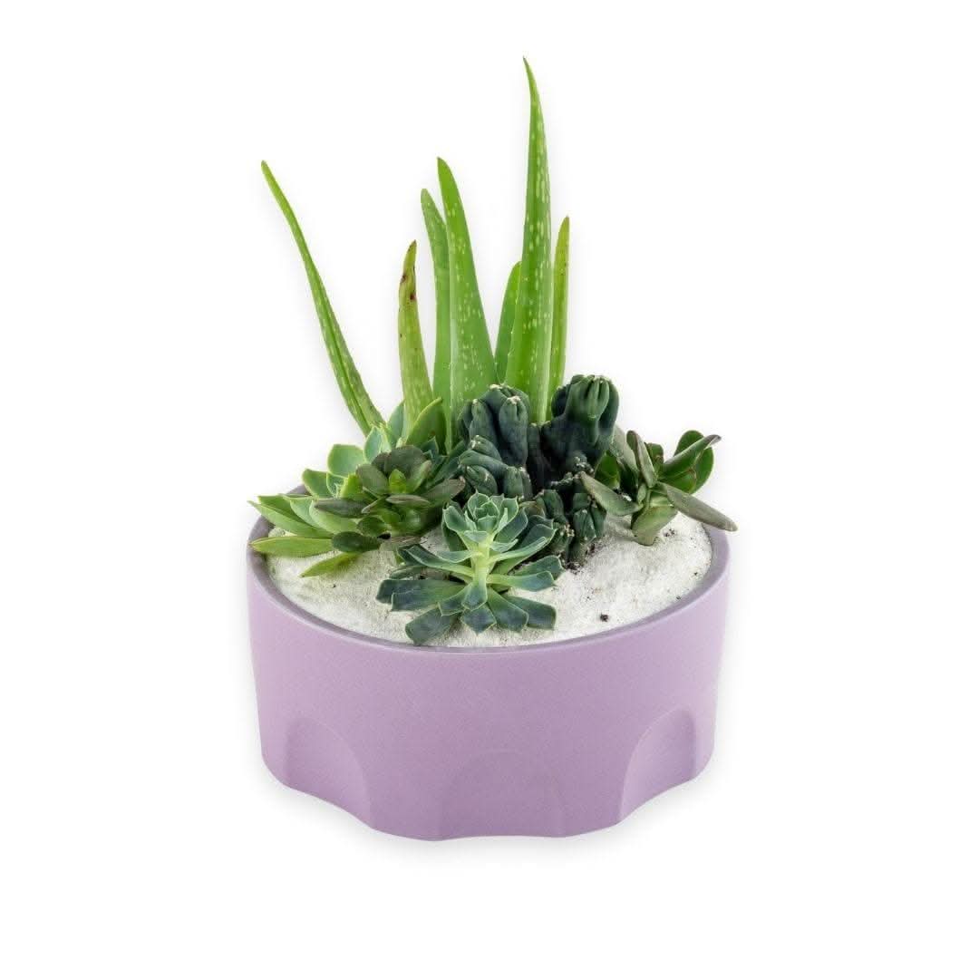 Purple Desert Gem Succulent Plant - Low Maintenance Indoor & Outdoor Cactus for Home Decor, Office Desk, or Garden Landscaping