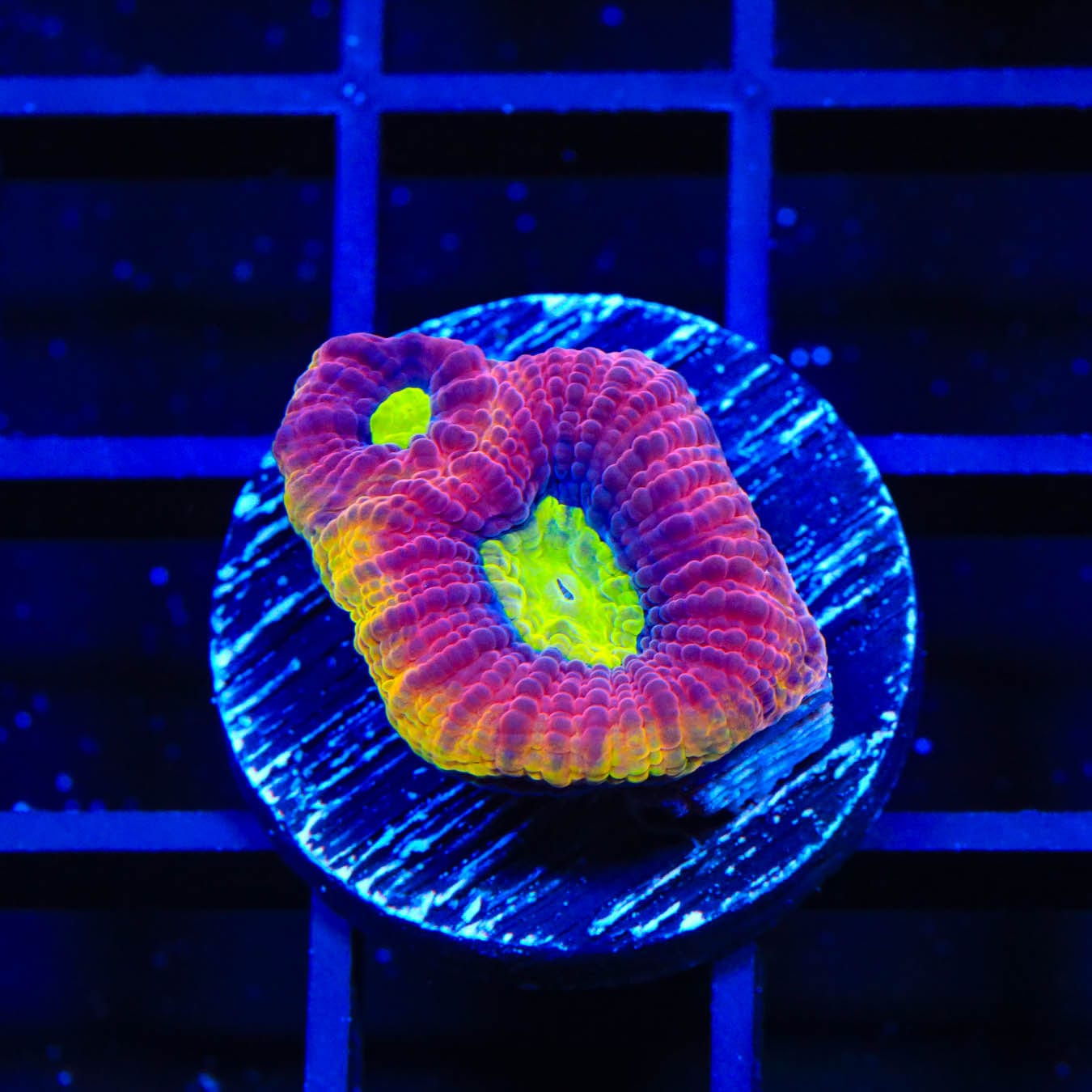Premium Dragon Soul Favia Coral for Saltwater Aquariums - Vibrant LPS Coral for Reef Tanks, Nano Tanks & Coral Frag Racks - Perfect for Beginners & Advanced Hobbyists
