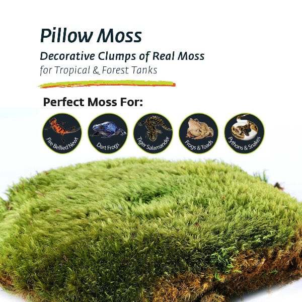 Galápagos Pillow Moss - Premium Natural Moss for Terrariums, Vivariums & Home Decor | Perfect for DIY Projects, Fairy Gardens & Indoor Plant Displays