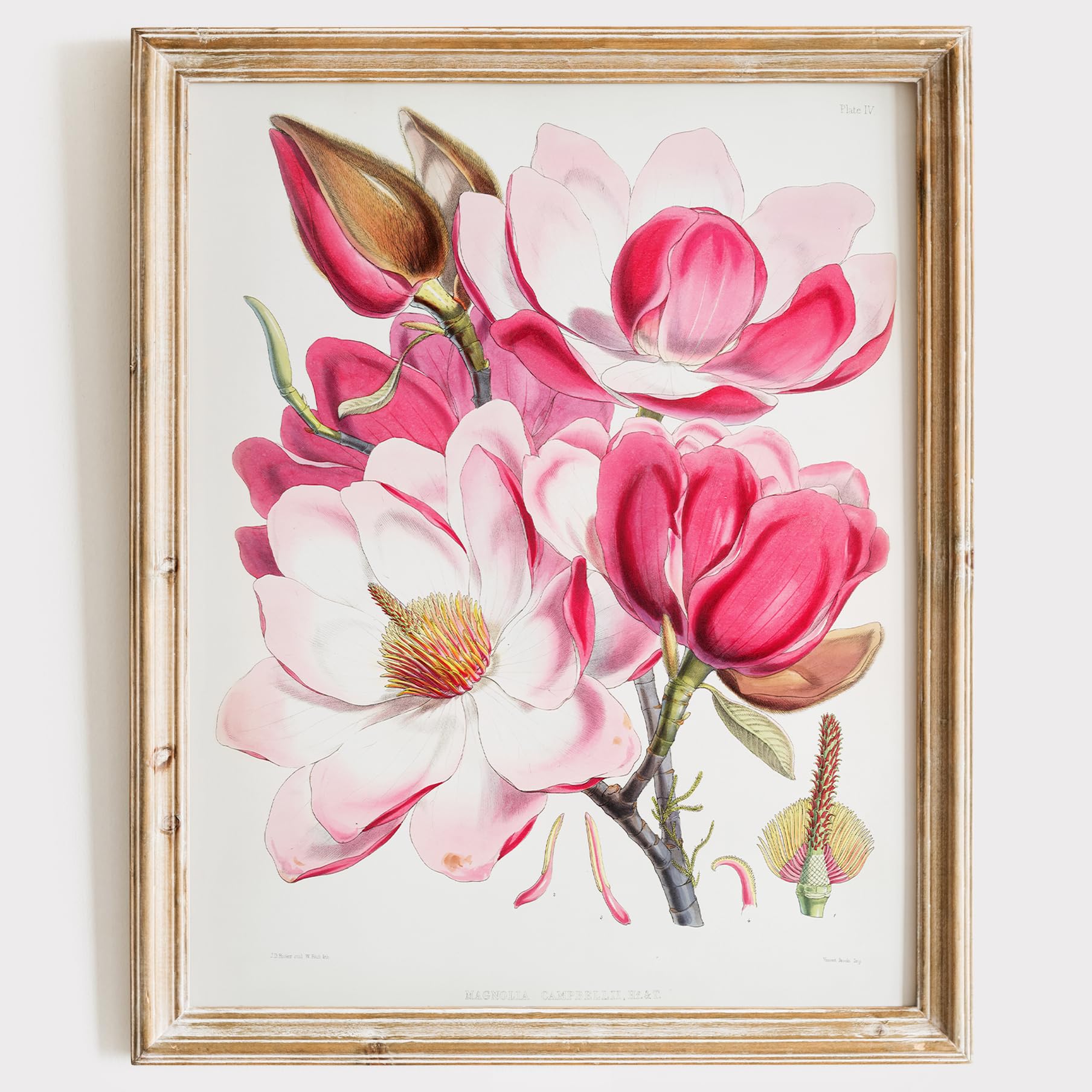 Pink Magnolia Art Print - Unframed 8x10 Inch Botanical Wall Art | Elegant Floral Illustration for Home Decor | Perfect for Living Room, Bedroom & Office | Nature Inspired Wall Decor for Housewarming Gifts & Interior Design