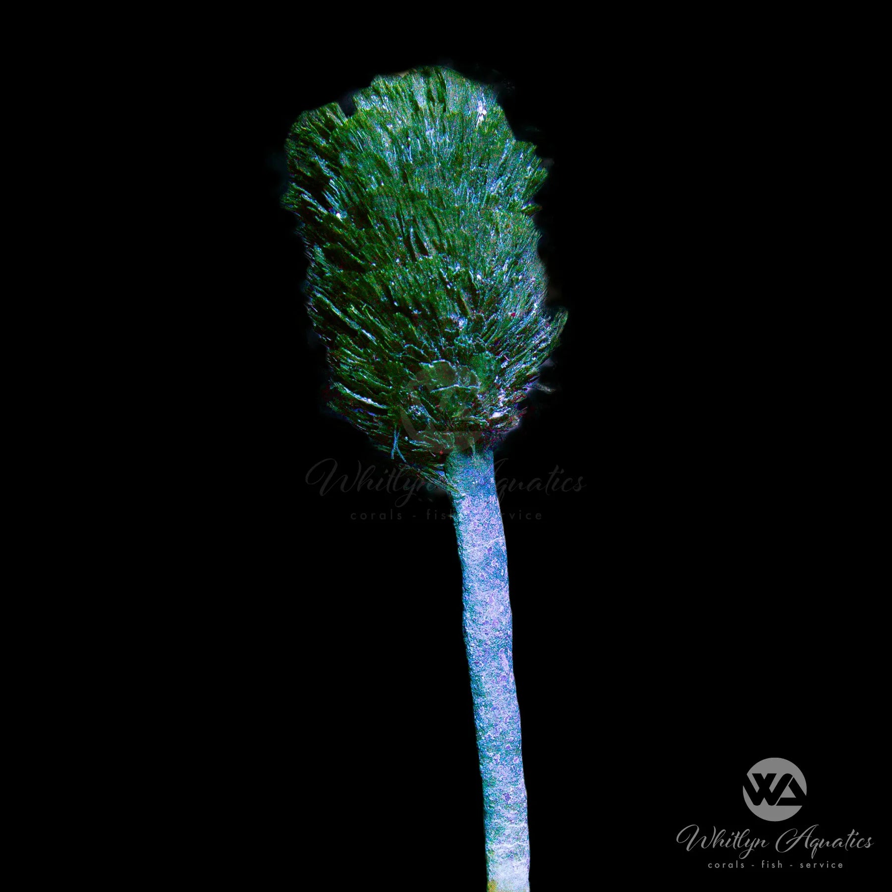 Premium Pine Cone Macroalgae for Saltwater Aquariums - Natural Christmas Tree Decor for Reef Tanks | Perfect for Marine Habitat & Coral Tank Aesthetics