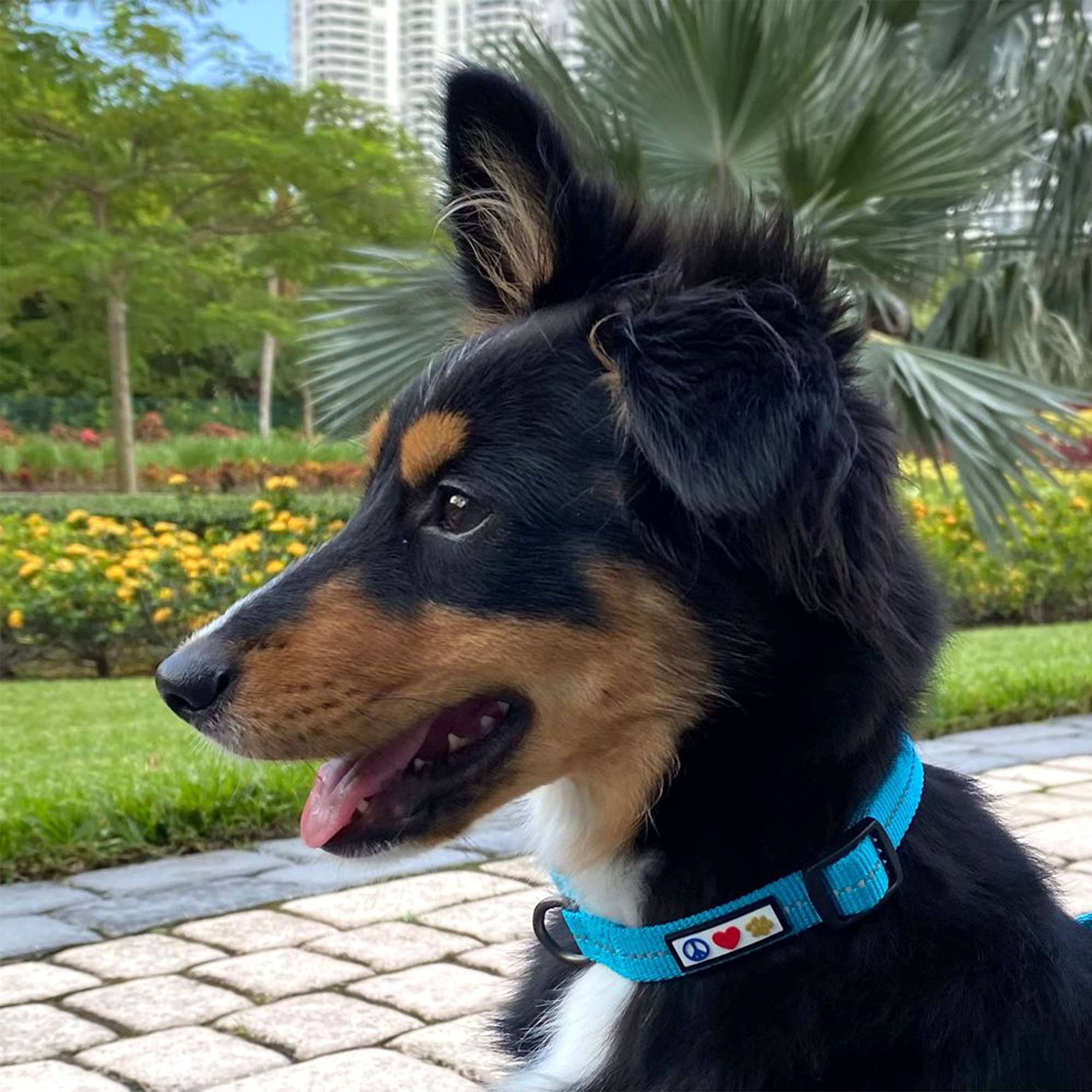 Eco-Friendly Recycled Dog Collar with Reflective Stitching - Made from Ocean Plastic Bottles - Small Black Pet Collar for Puppies & Small Dogs | Perfect for Night Walks & Outdoor Adventures
