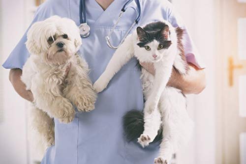Premium Cat Skin & Itch Relief Treats for Allergies - 150 Soft Chews (2 Bottles) - Soothes Itching & Skin Irritation for Cats & Dogs - Perfect for Seasonal Allergies & Sensitive Skin Care