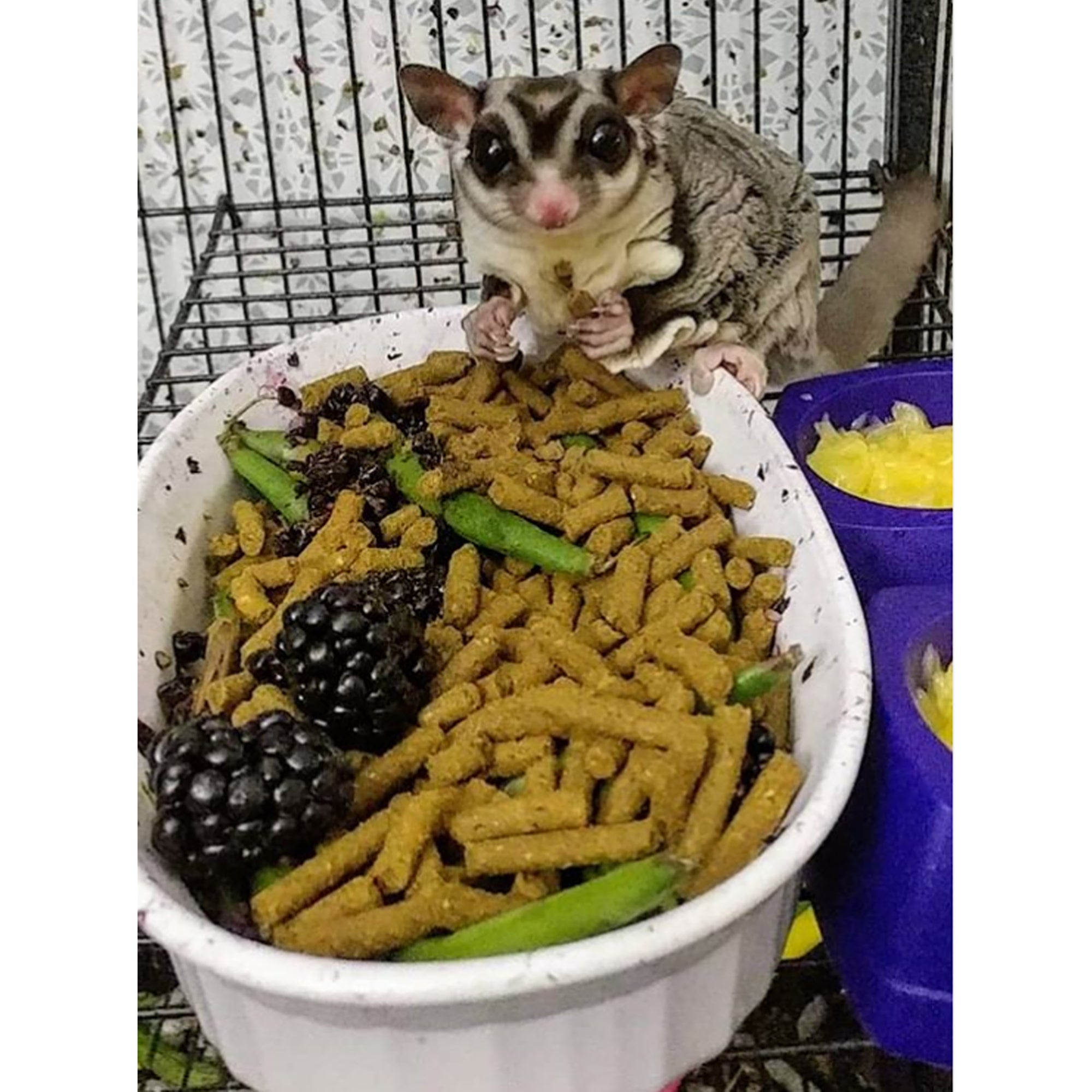 Premium Insectivore Diet Sugar Glider & Hedgehog Food - High Protein Nutritional Supplement for Small Exotic Pets - Perfect for Daily Feeding & Growth Support